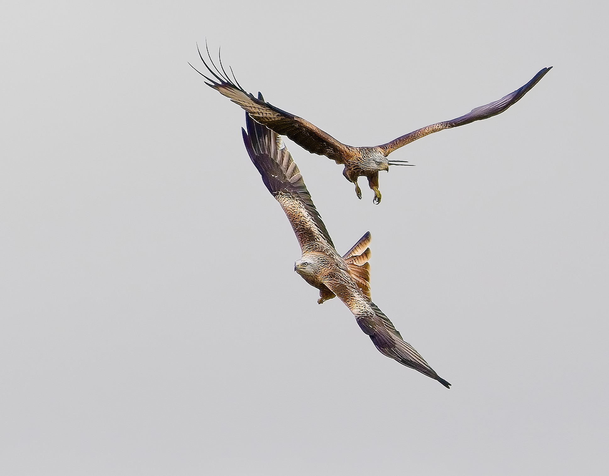 2 Red Kites in Flight.jpg