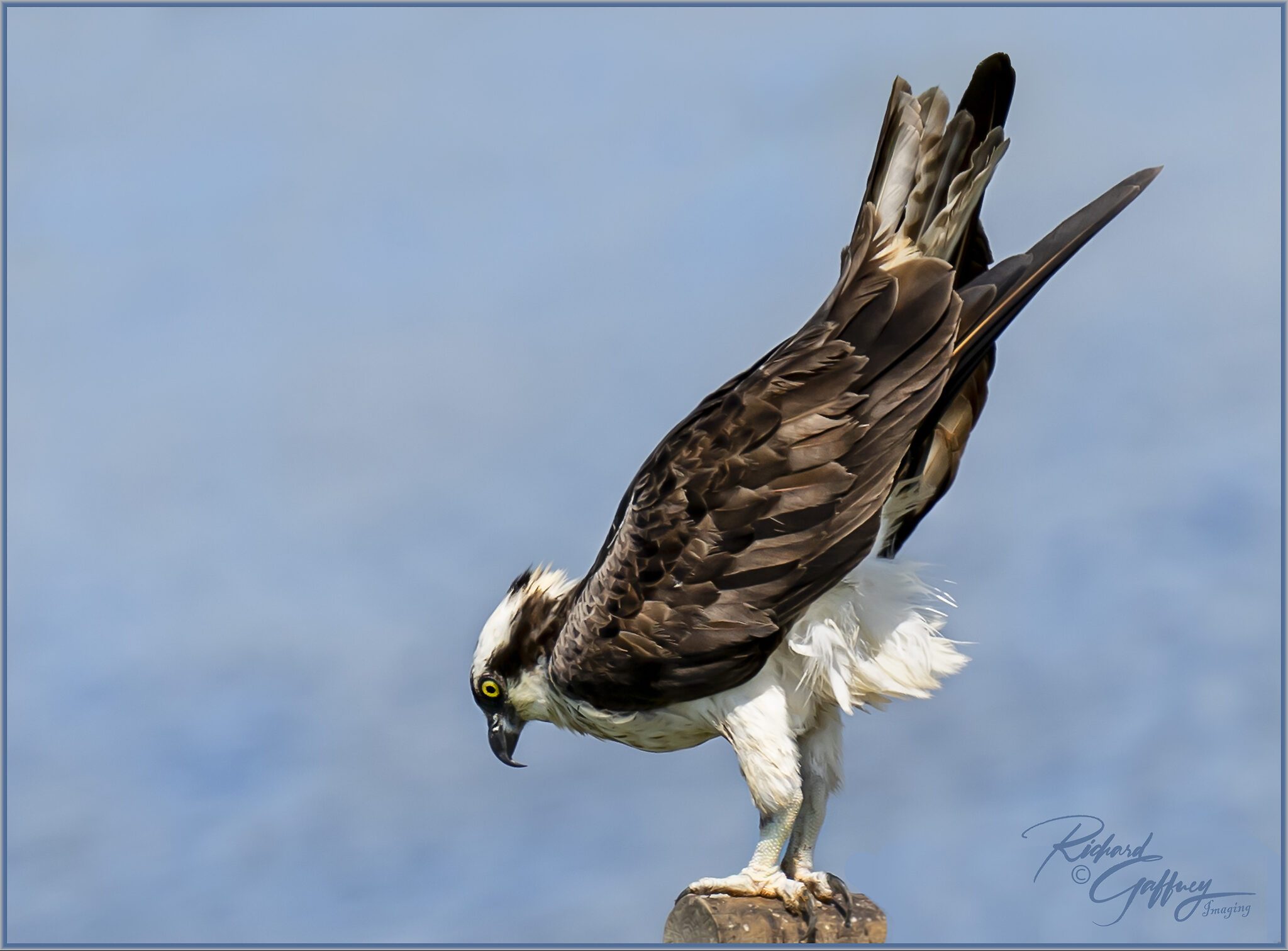 20200824_0074 olympic osprey M Aug 24.jpg