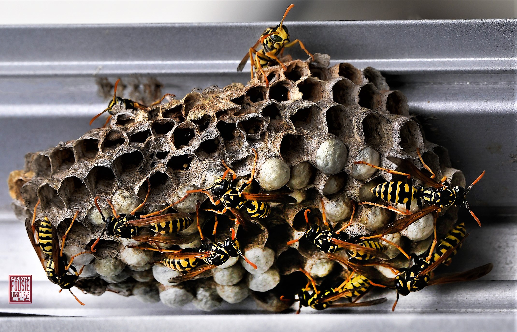 2022-08-09 Wasps2c_f.jpg