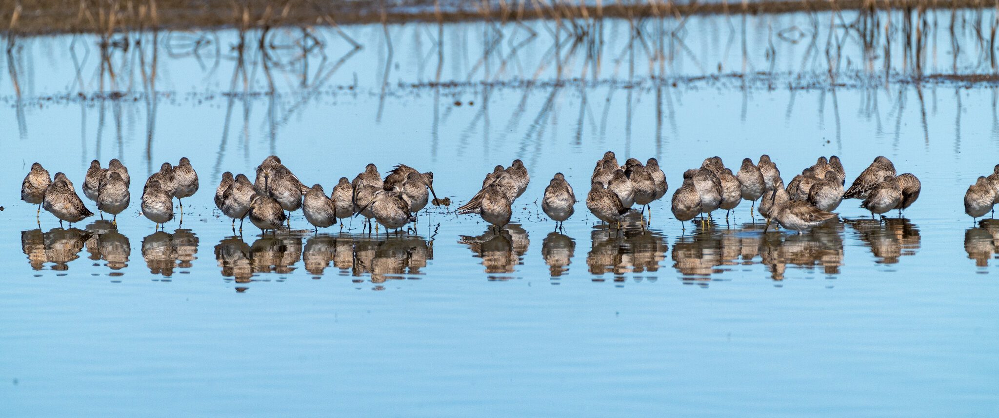 2022-3-22_Goose Fest-1.jpg