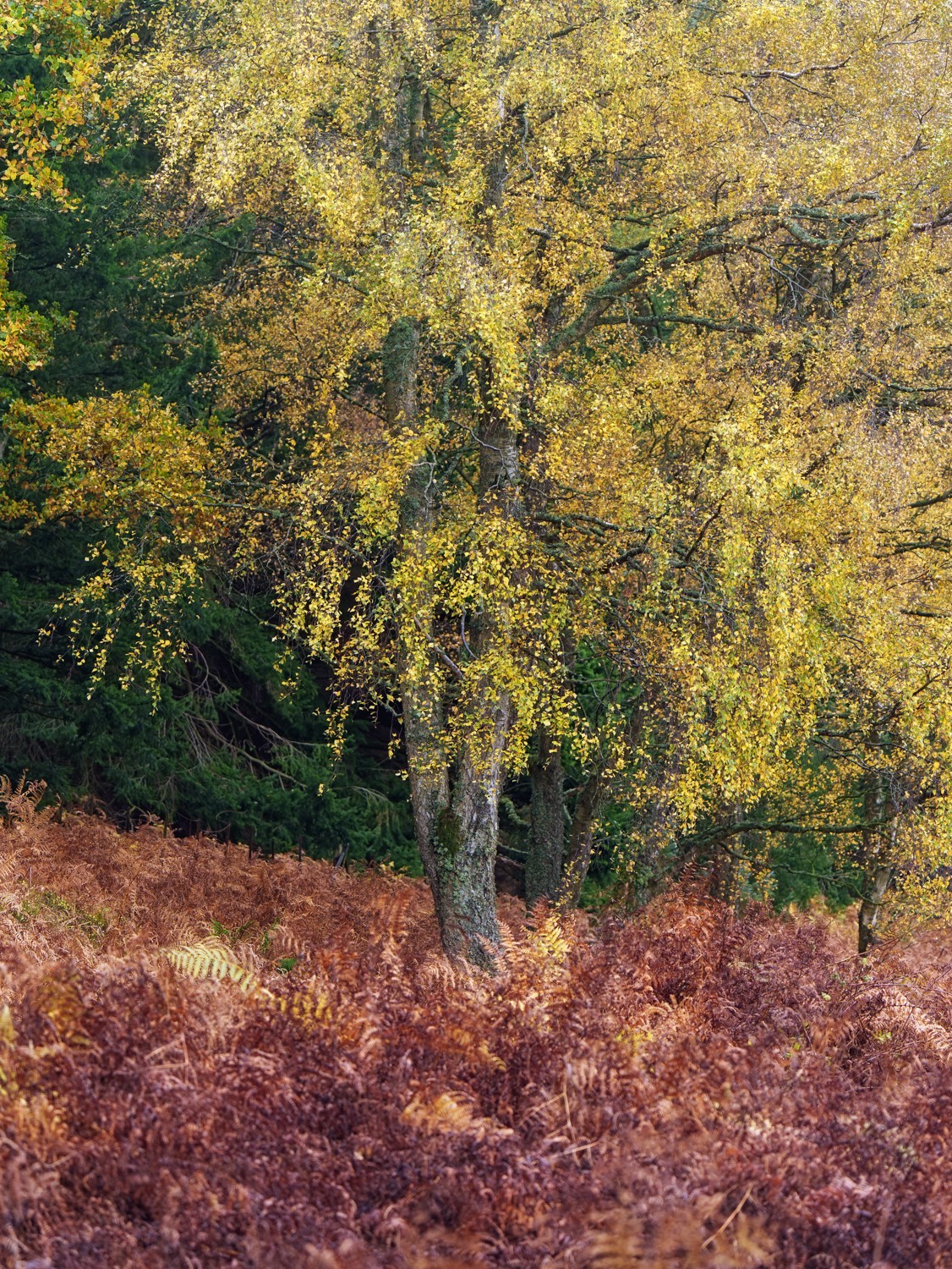 20251026-_DSC7440-DxO_DeepPRIME XD2s-Edit.jpg