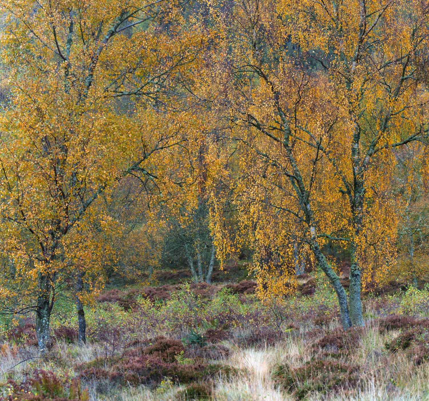 20251026-_DSC7491-DxO_DeepPRIME XD2s-Pano-Edit.jpg