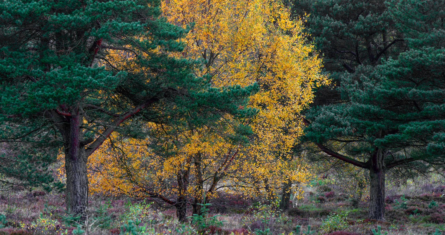 20251026-_DSC7508-DxO_DeepPRIME XD2s-Edit.jpg