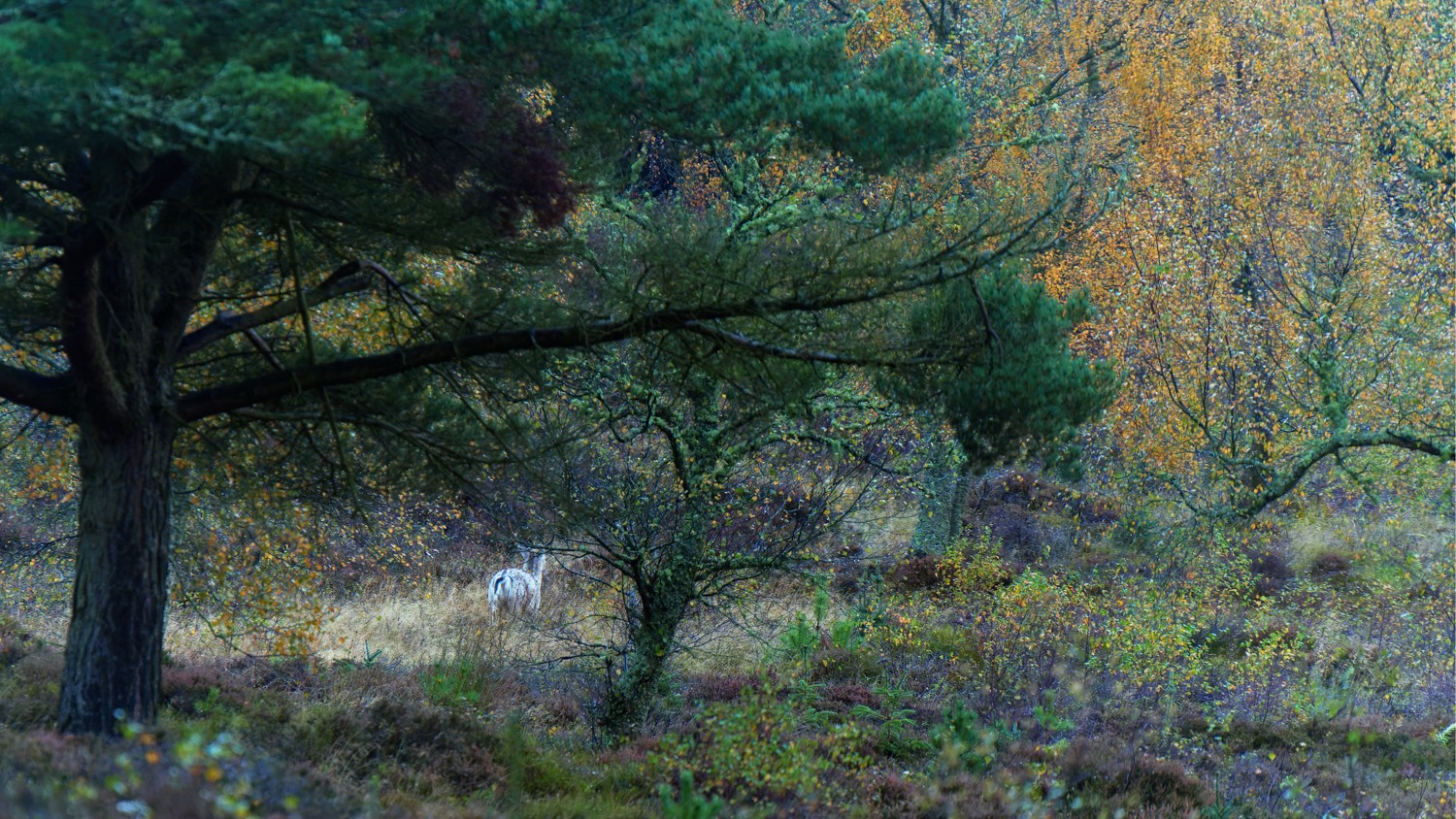 20251026-DSC07473-DxO_DeepPRIME XD2s-Edit.jpg