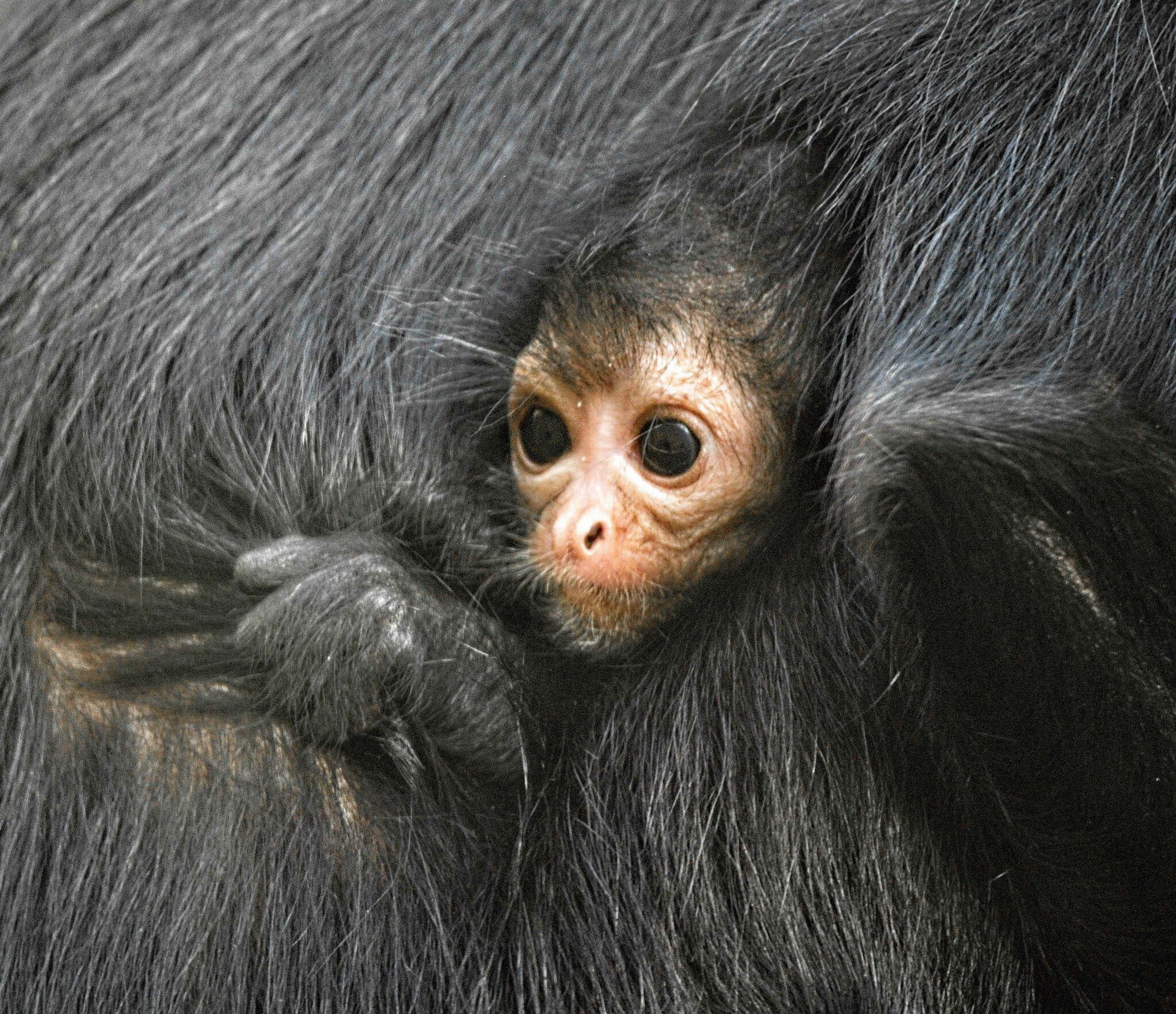 21S01328 colombian black spider monkey mono 2.jpg