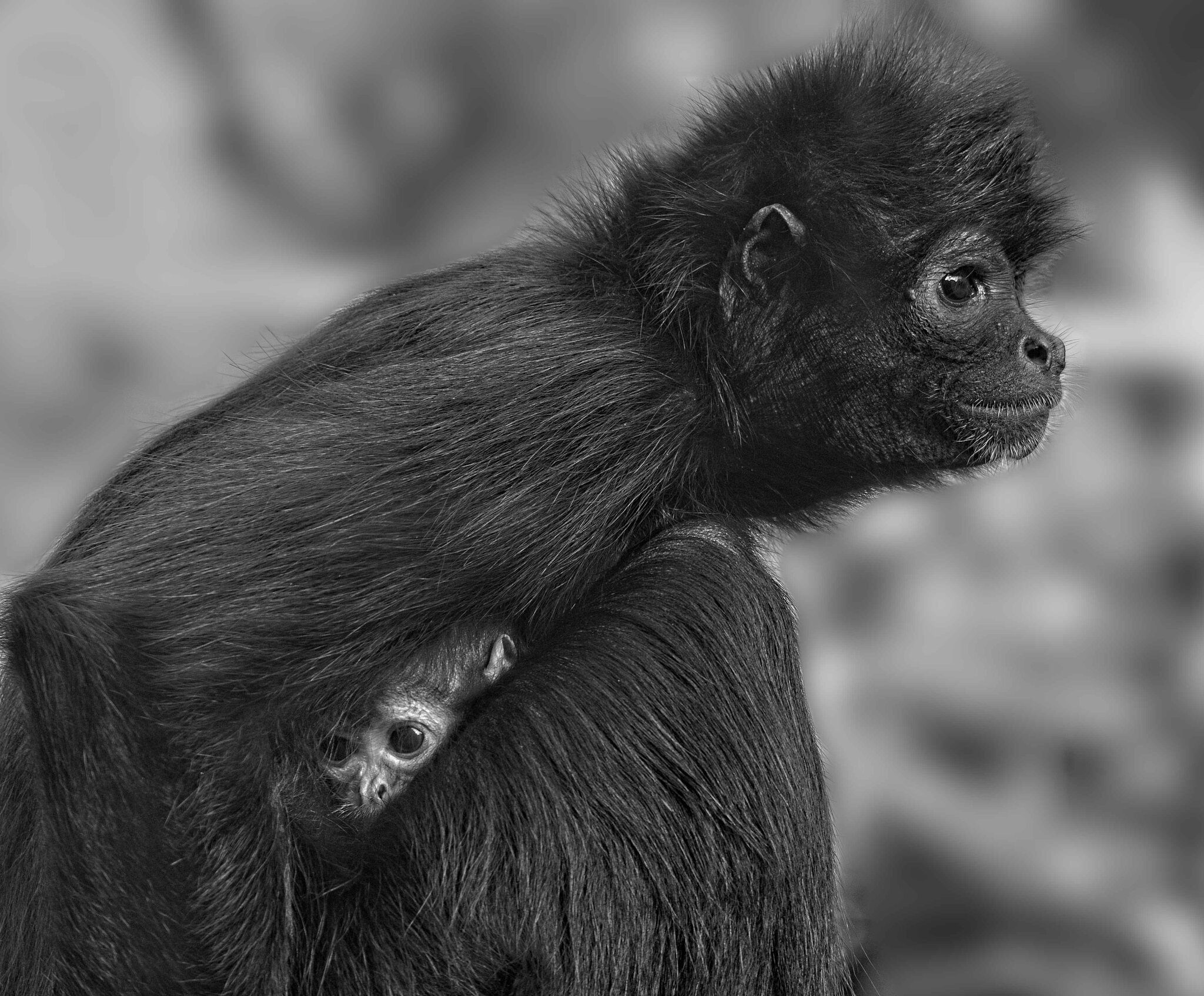 21S01331 colombian black spider monkey mono 1.jpg