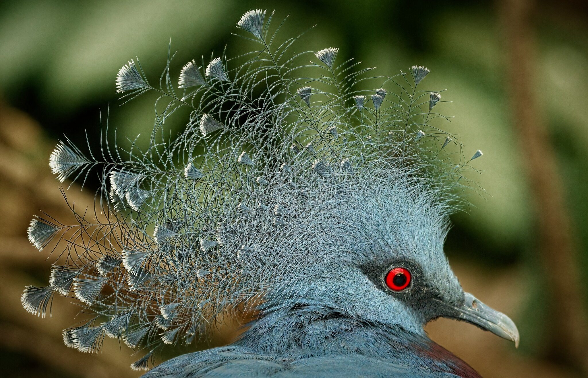 21S01370 victoria crowned pigeon.jpg