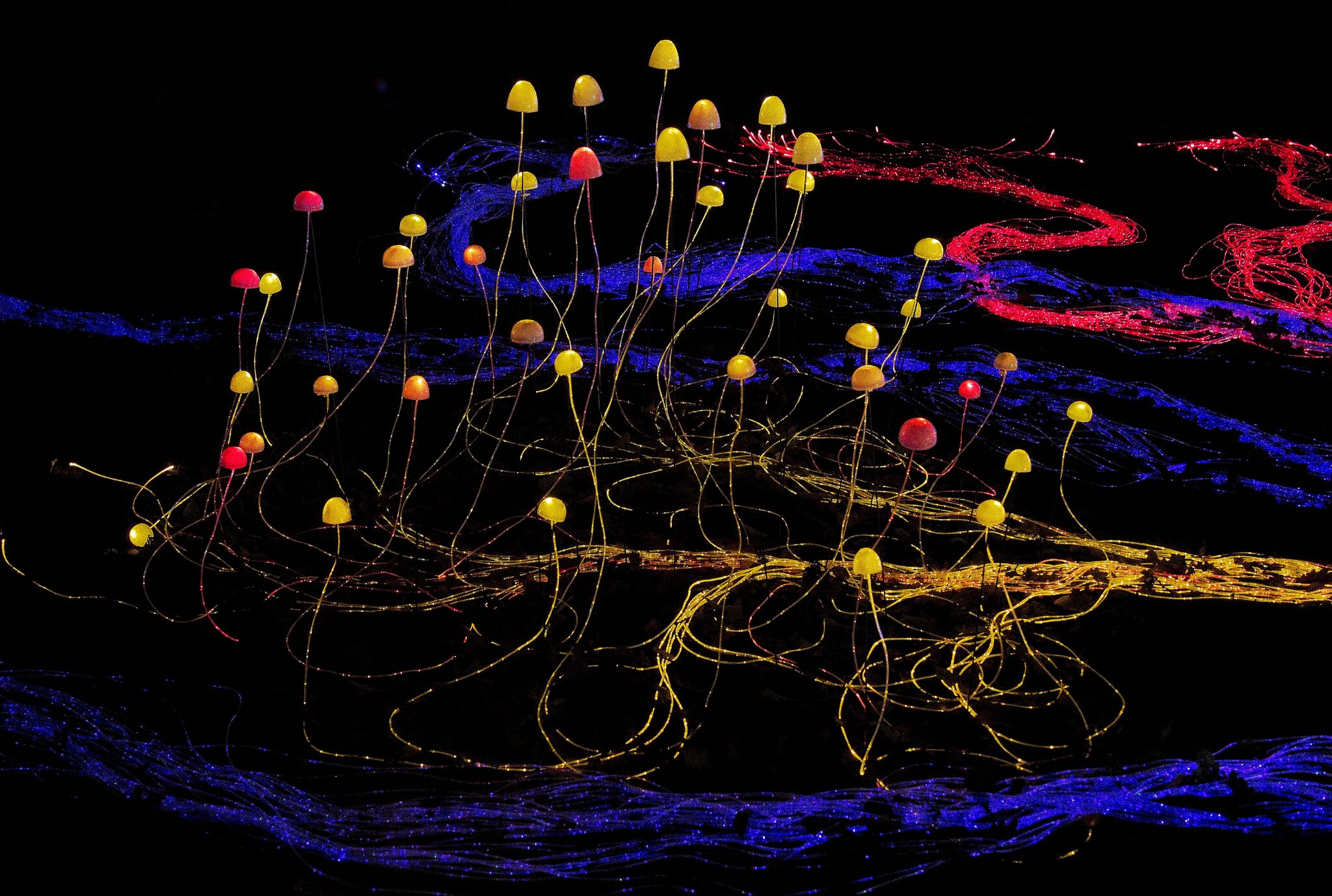 23S05327mycelium network.jpg