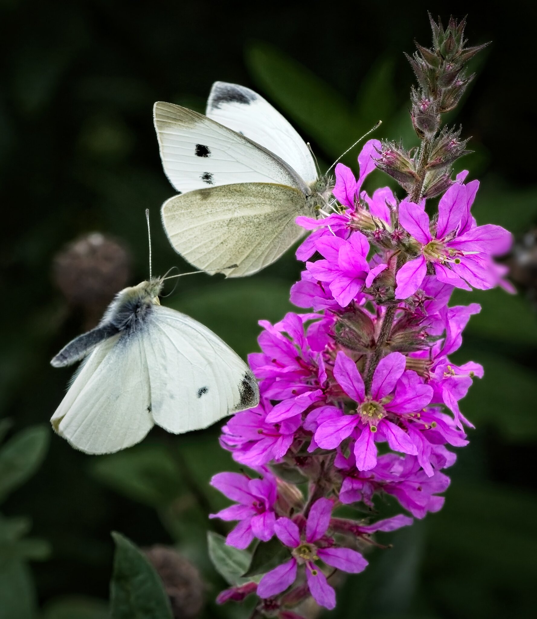 23T03272 small white.jpg