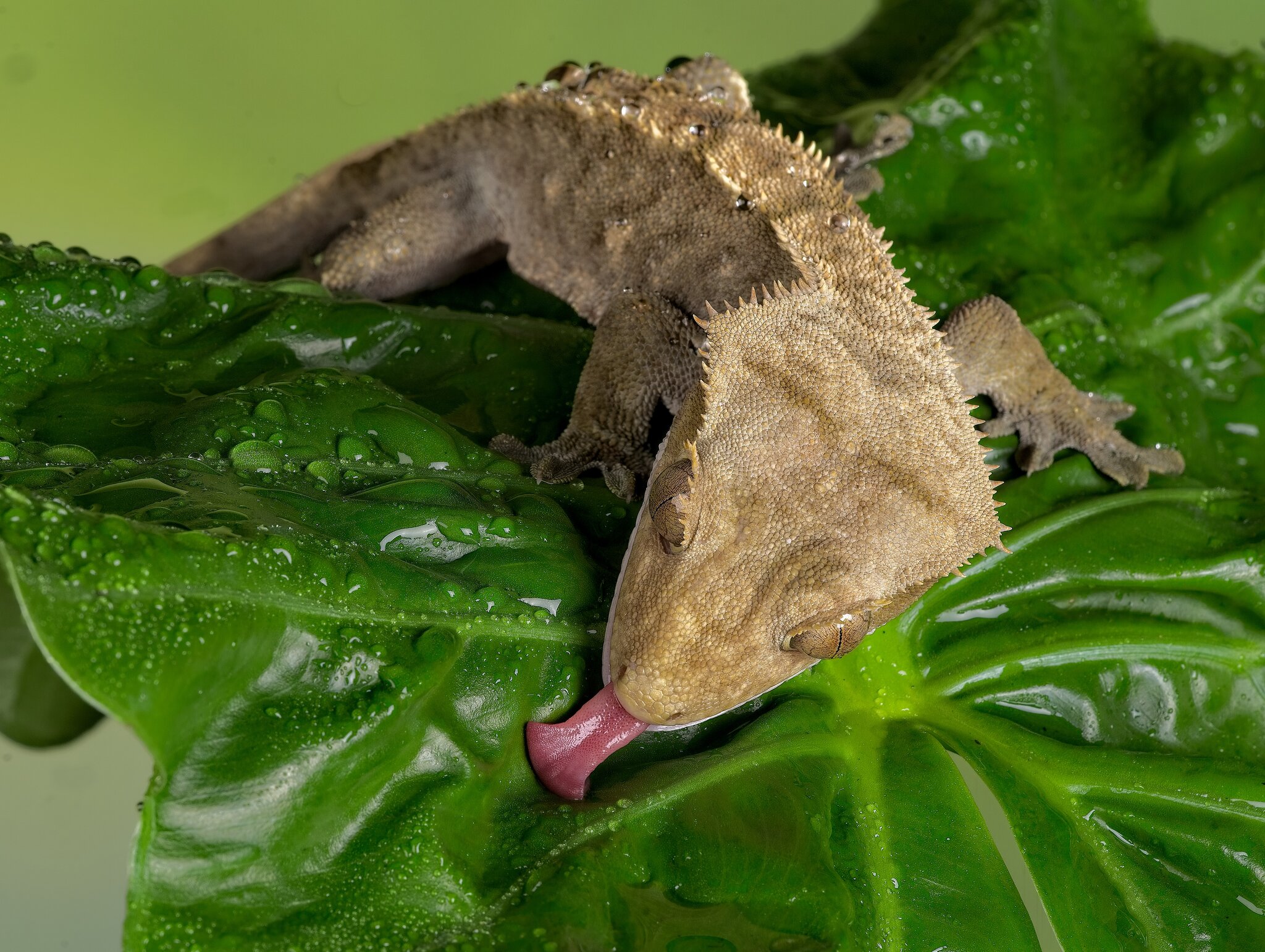 23T04250 crested gecko 1.jpg