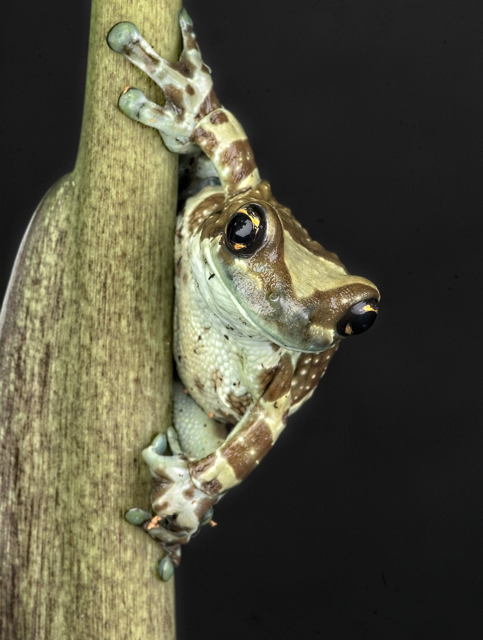 23T04432 amazon milk frog.jpg