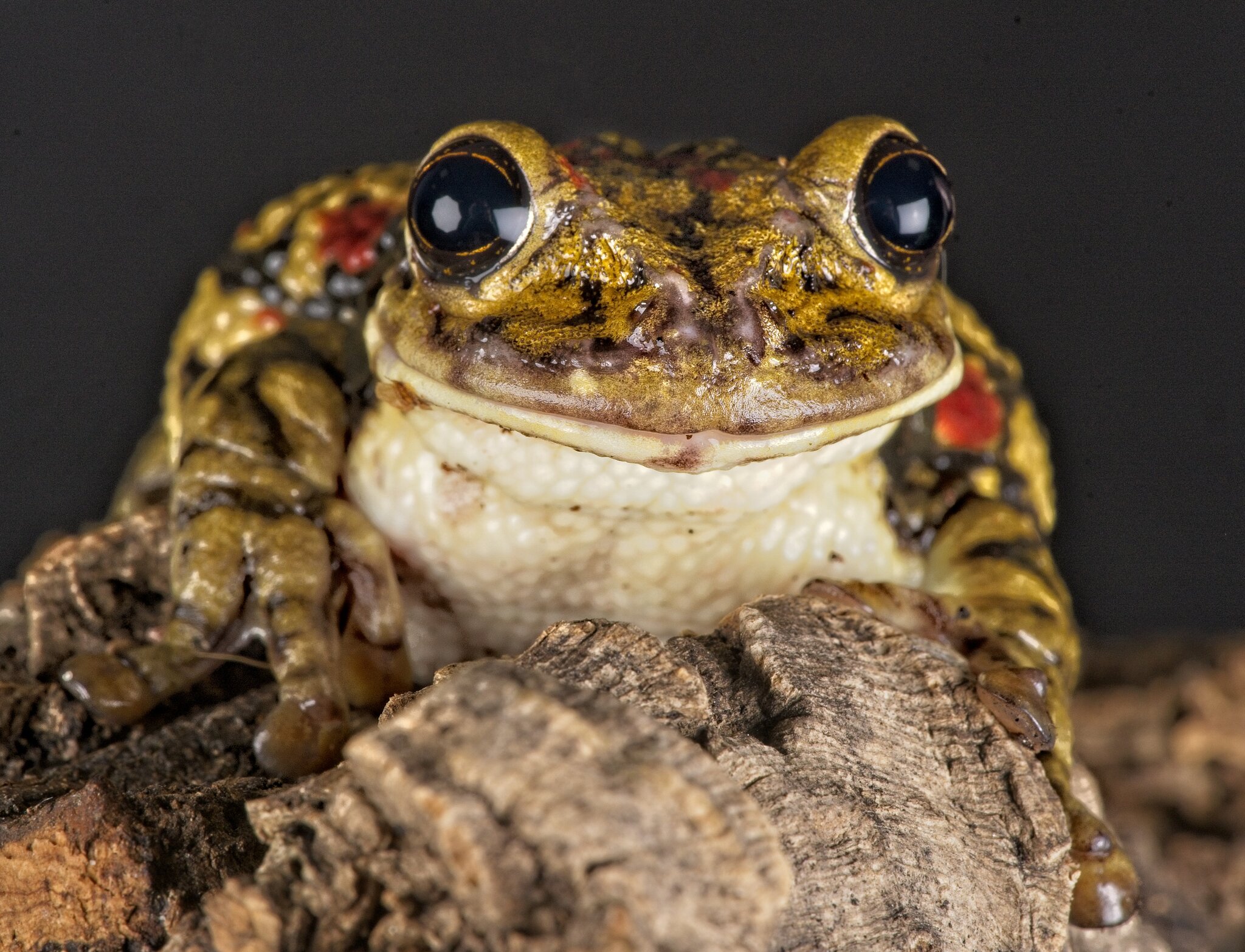 23T04445red spot amazon frog.jpg