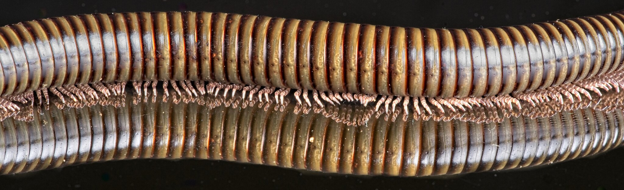 23T04490 african millipede.jpg