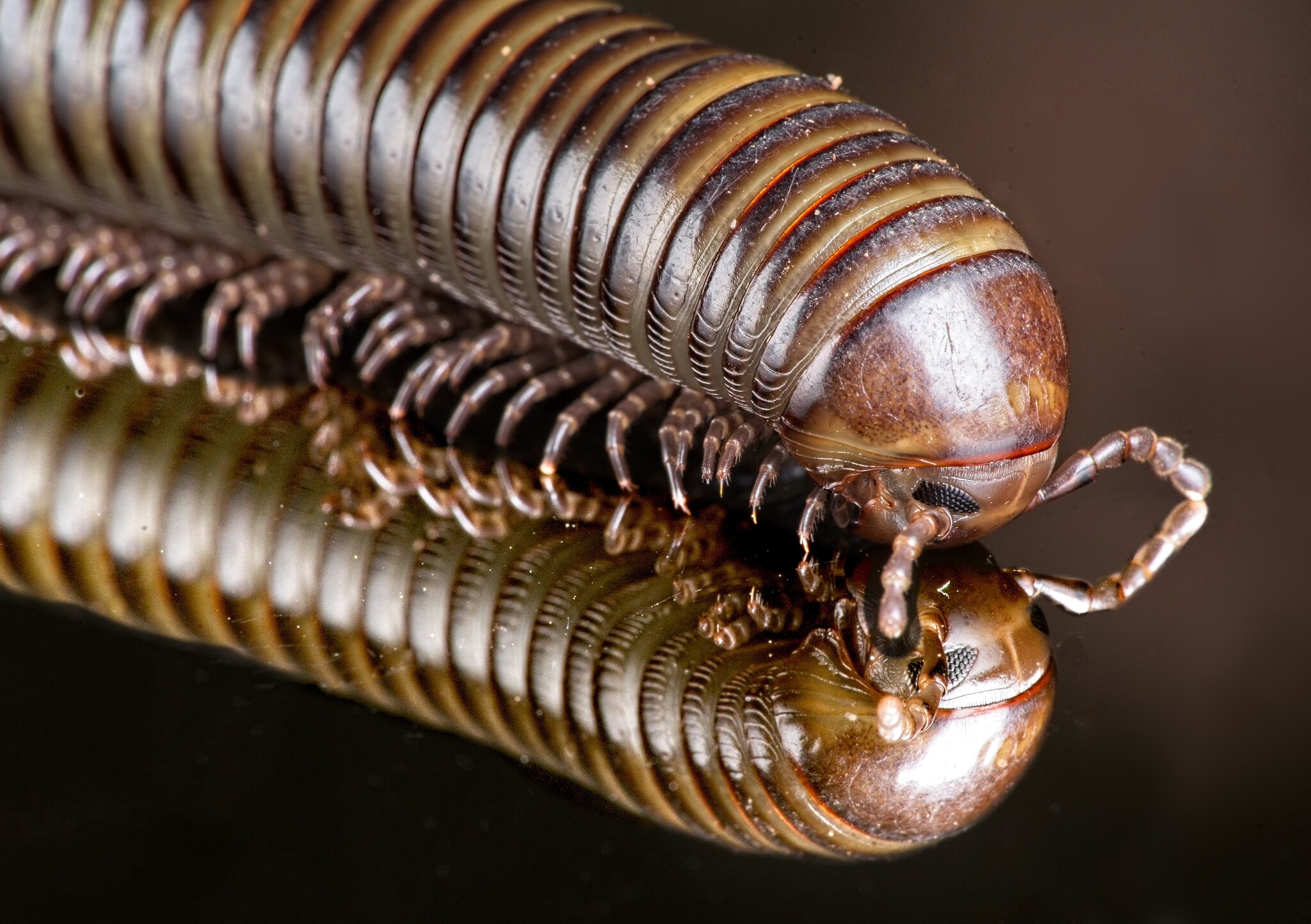 23T04501african millipede.jpg