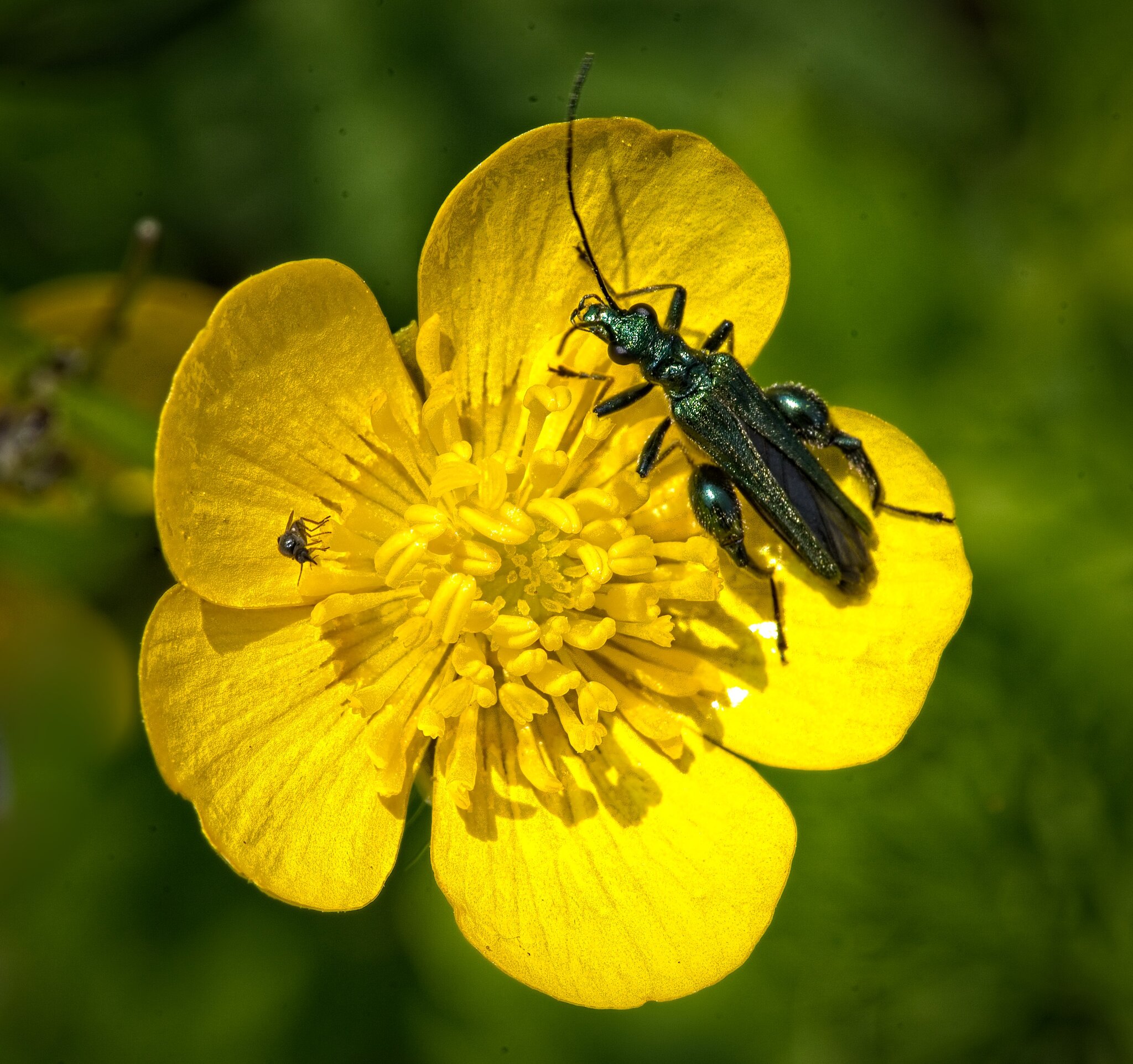 24T00510Swollen thighed beetle.jpg