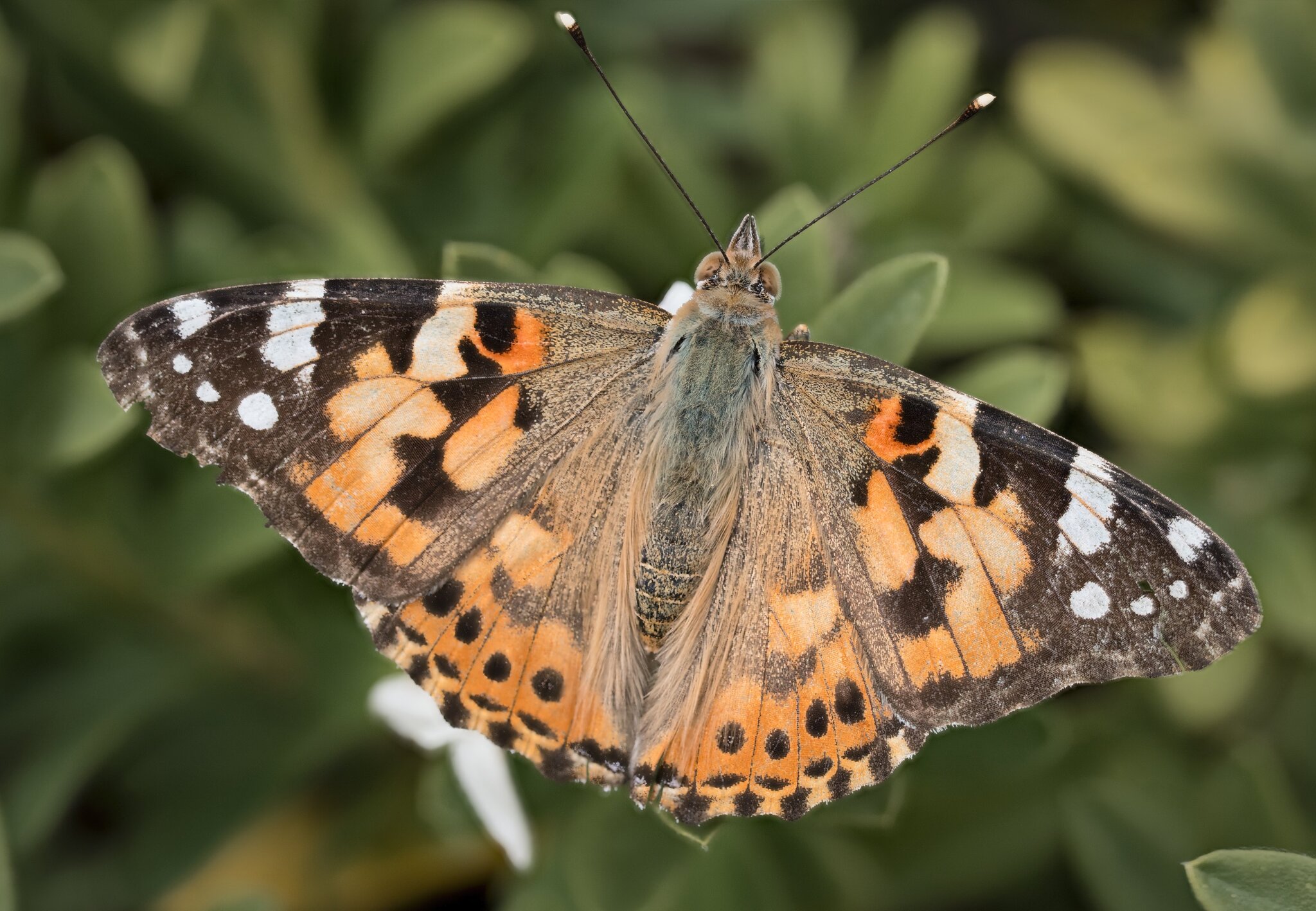 26A04795-810painted lady.jpg