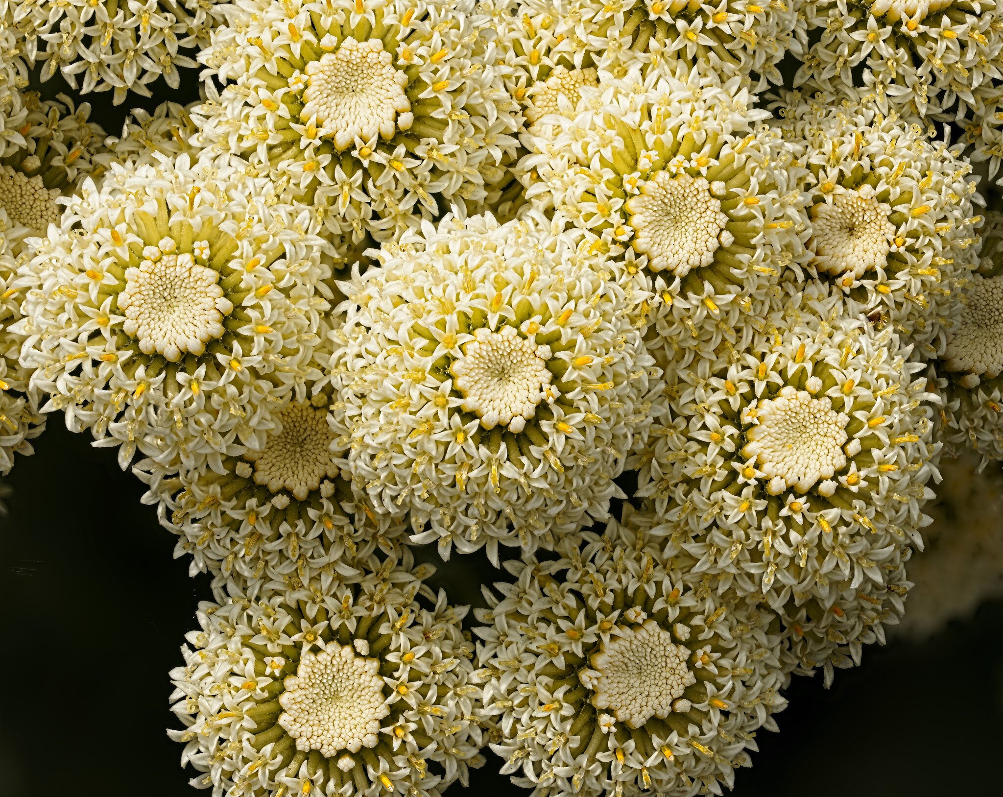 26A08025-57santolina rosmarinifolia primrose gem.jpg