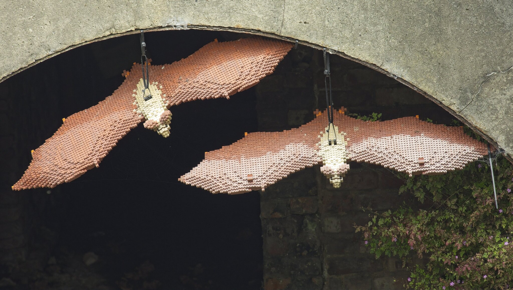26A09241bridgewater brown long eared bats.jpg