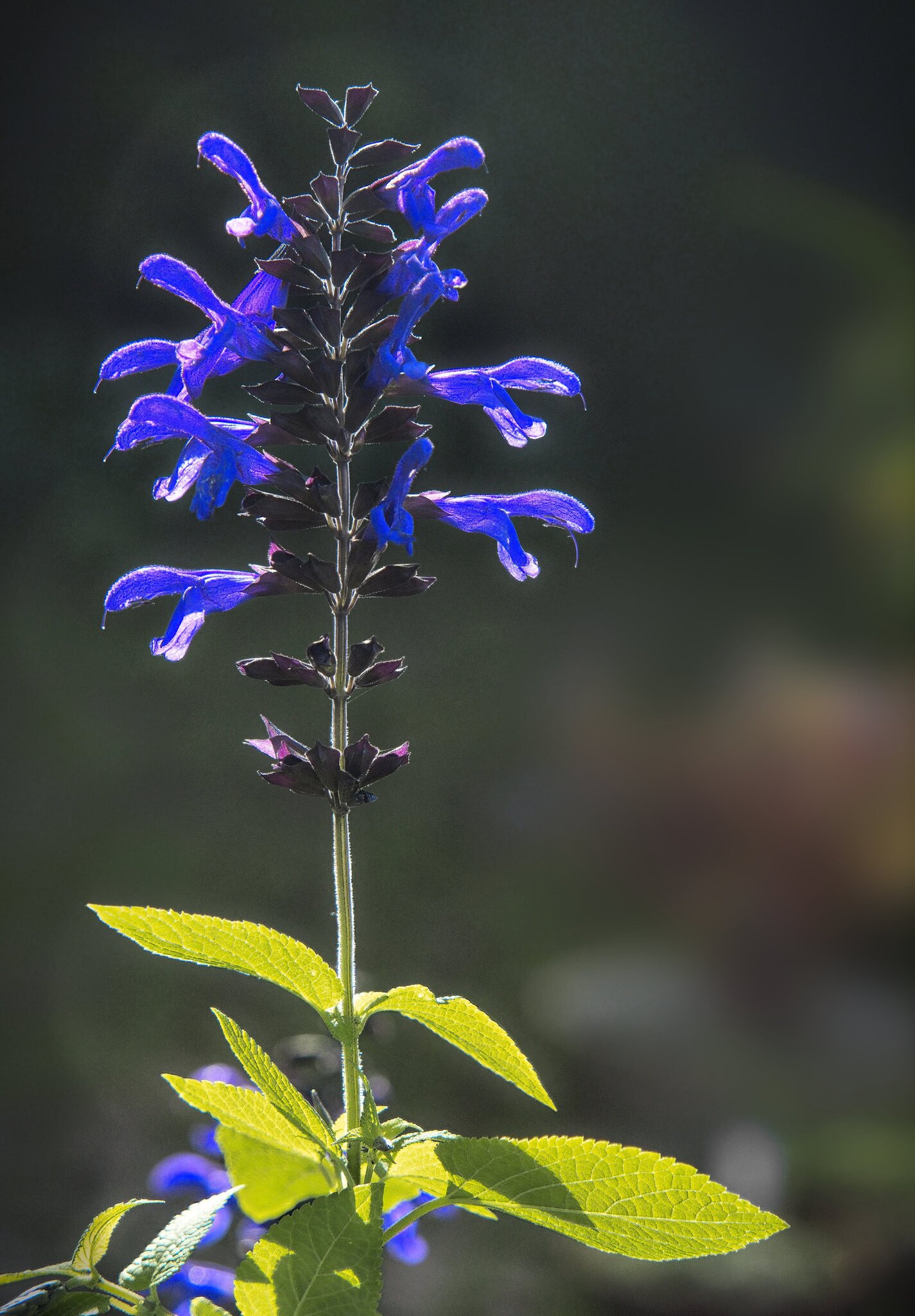 26A09254salvia animo.jpg