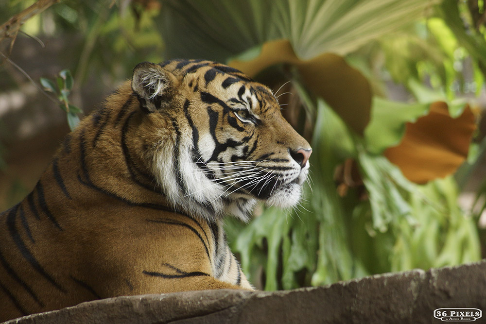 28-12-2016 Australian Zoo (238) - Copy.JPG