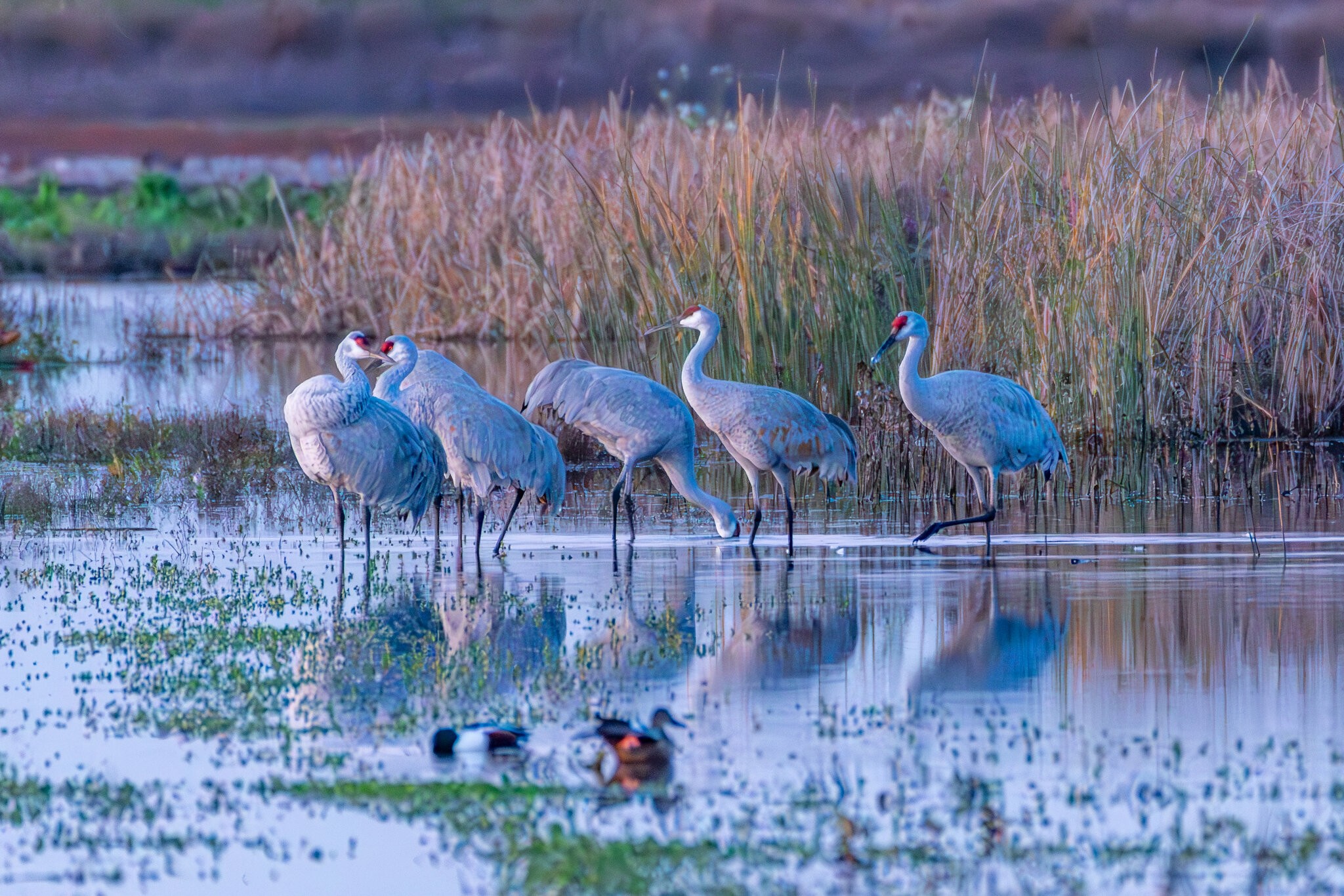 3. Sandhill Cranes.jpg