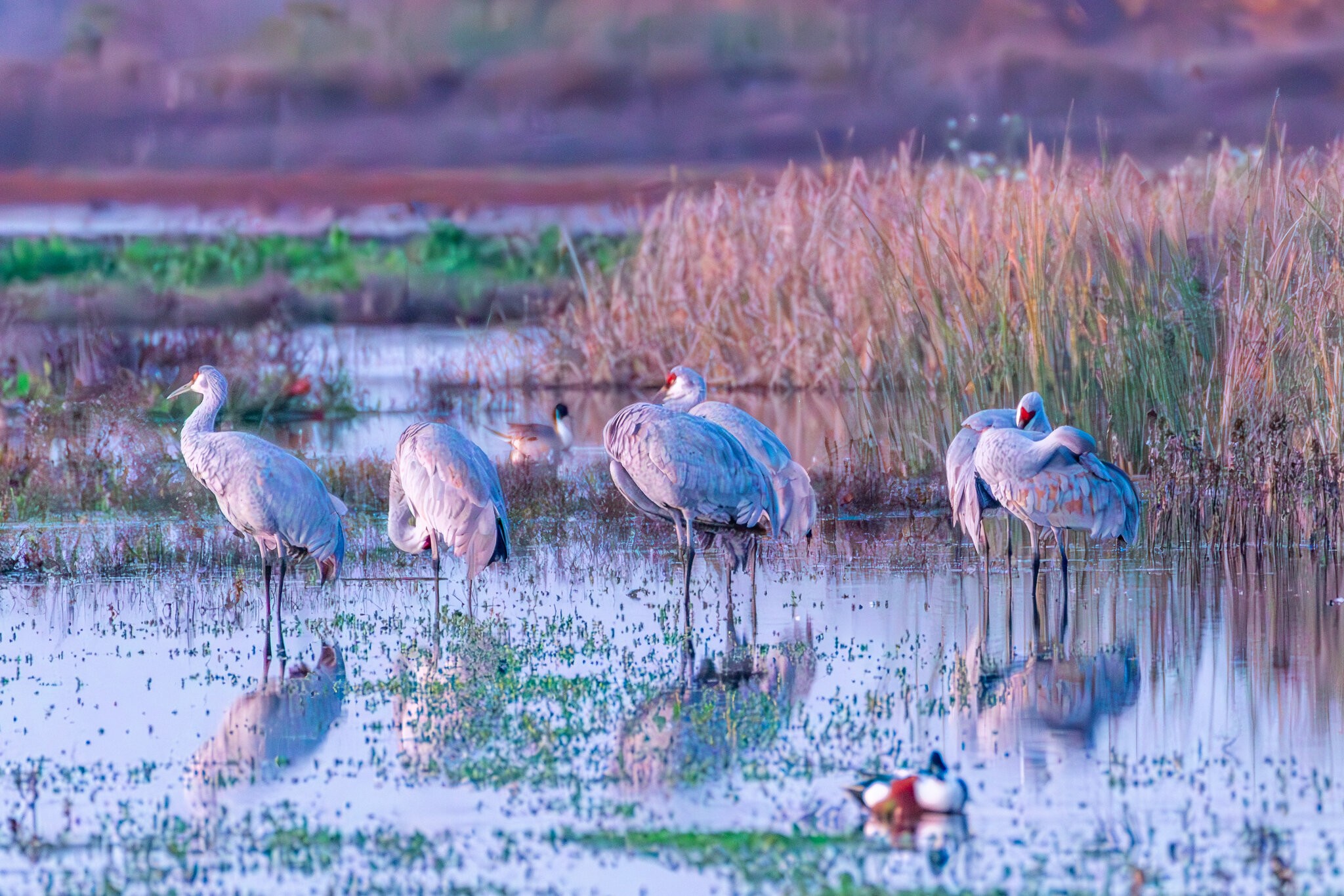 4. Sandhill Cranes.jpg