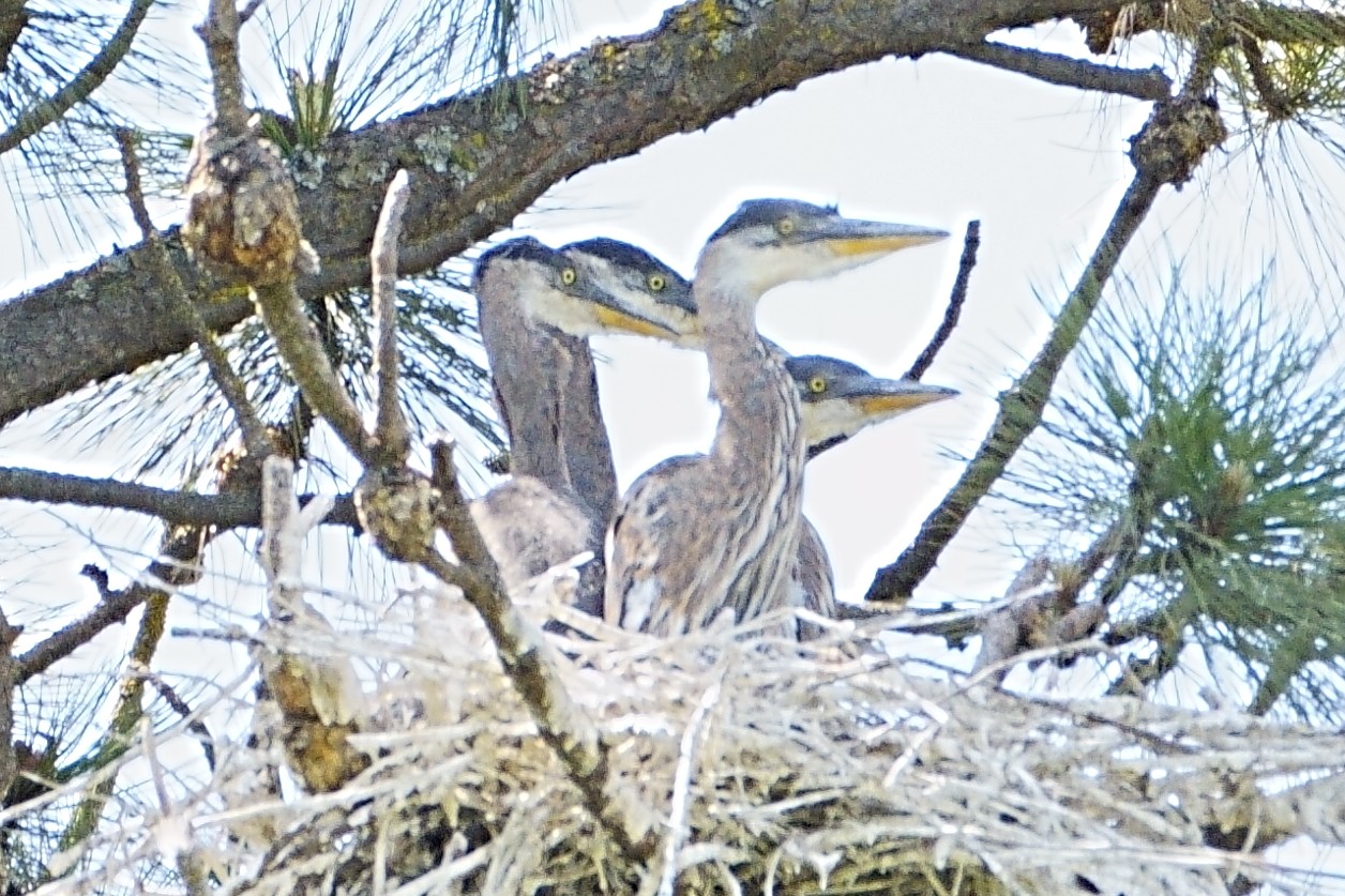 4herons.JPG