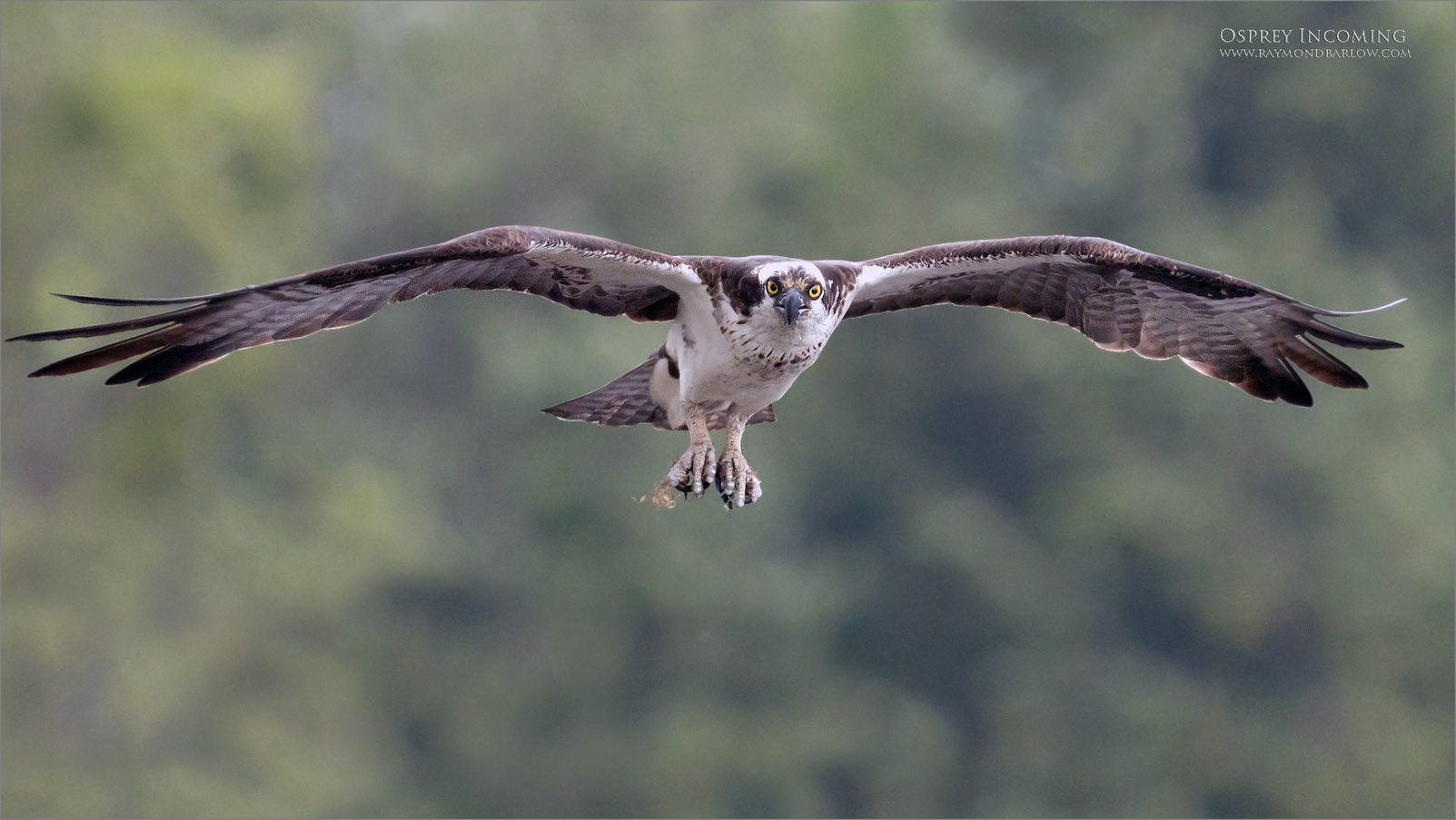 7R403405 Osprey head on 1600 sharre   .jpg