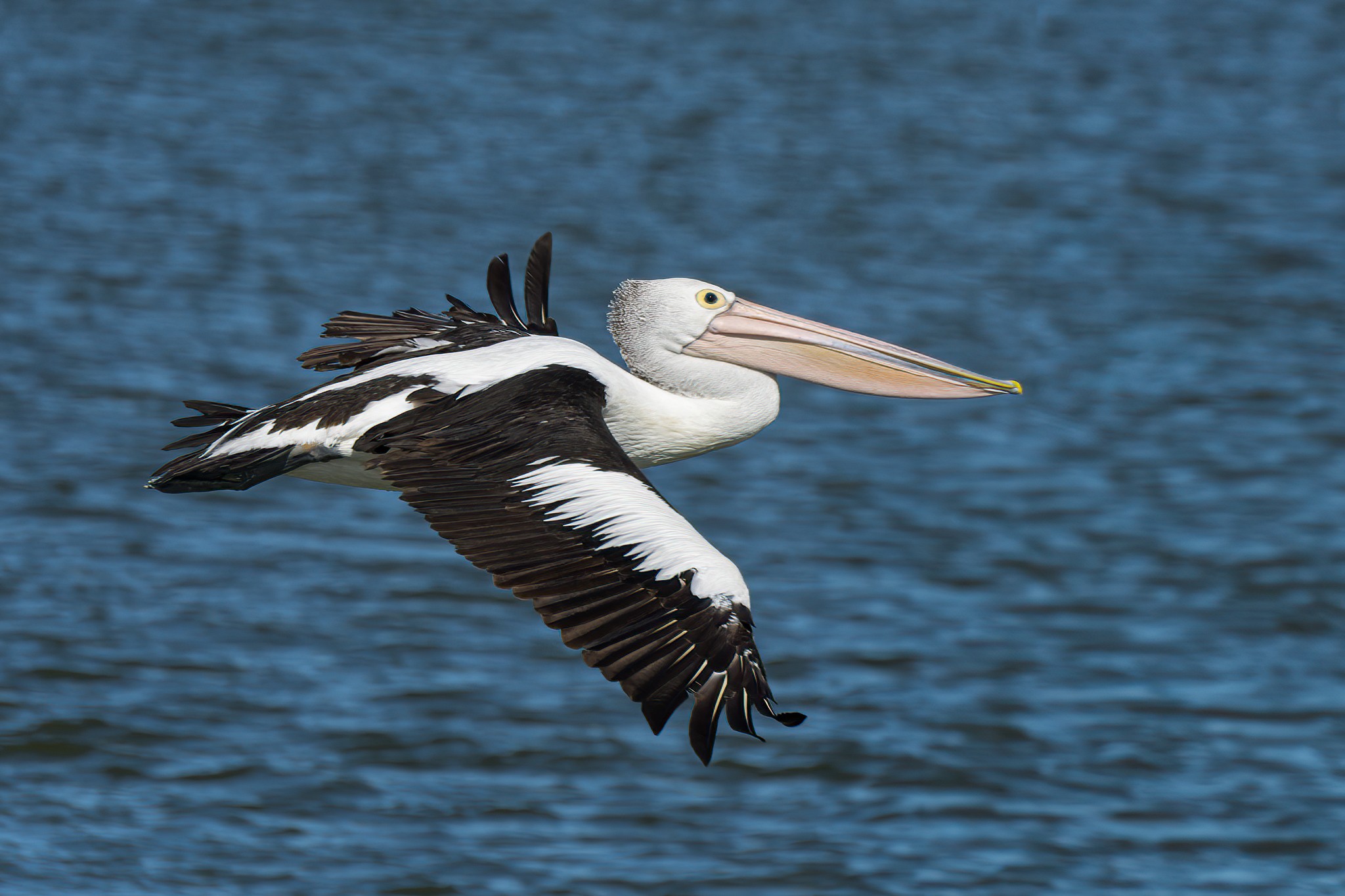 _7RV0168_Pelican_1.jpg