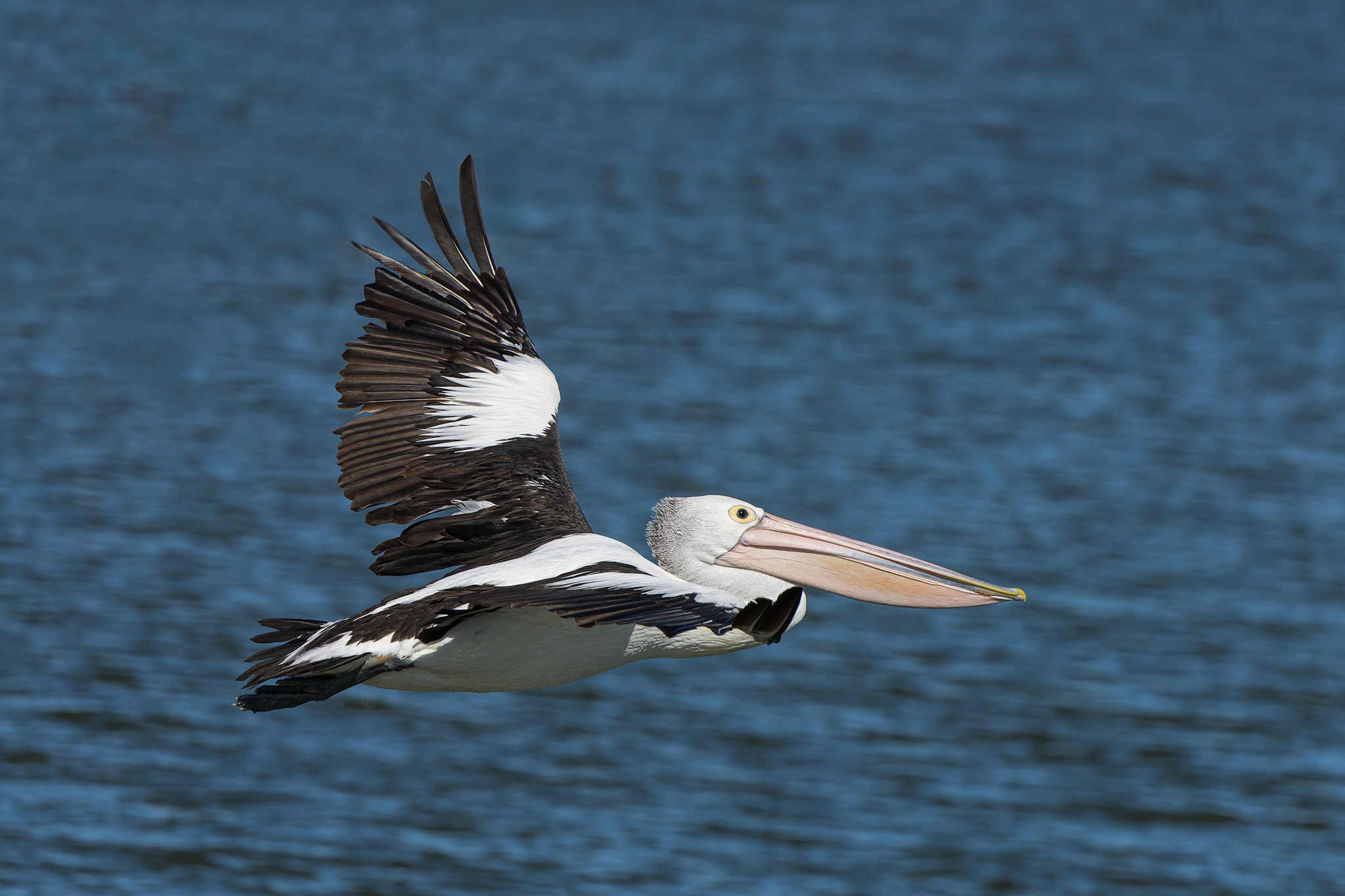 _7RV0170_Pelican_2.jpg