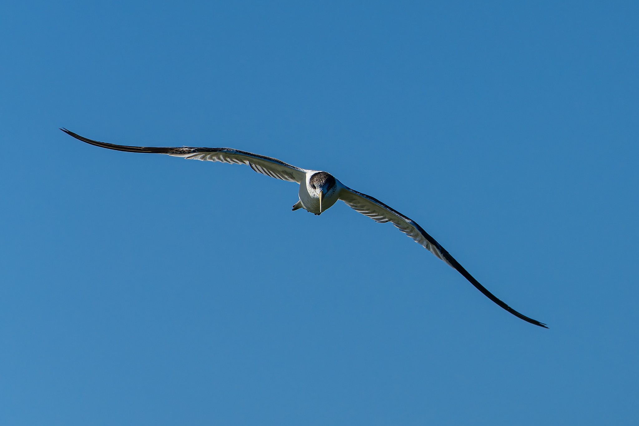 _7RV0190_Crested_Tern_1.jpg