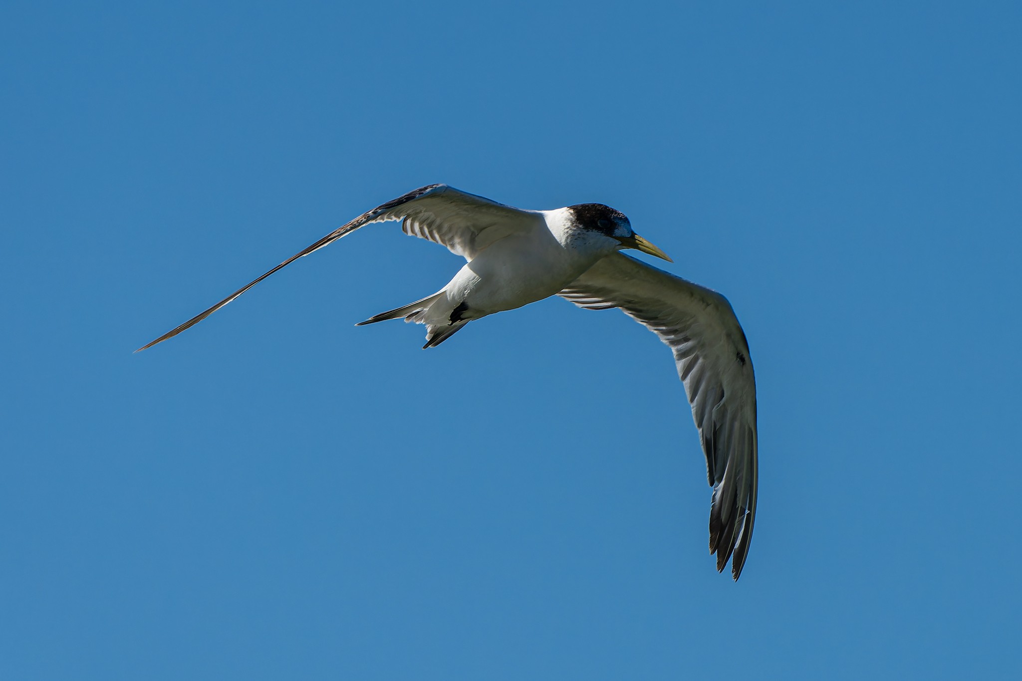 _7RV0192_Crested_Tern_2.jpg