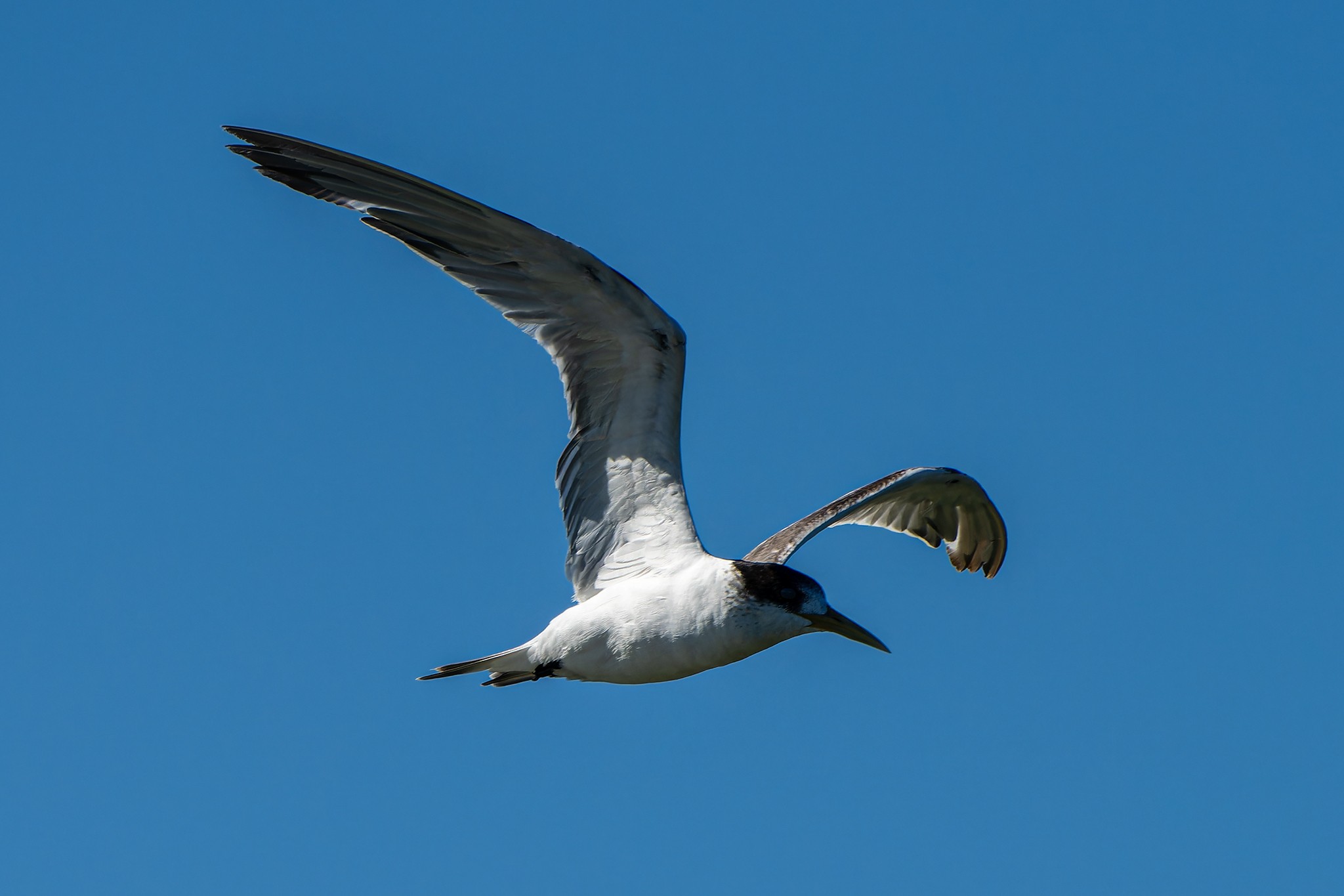 _7RV0193_Crested_Tern_3.jpg