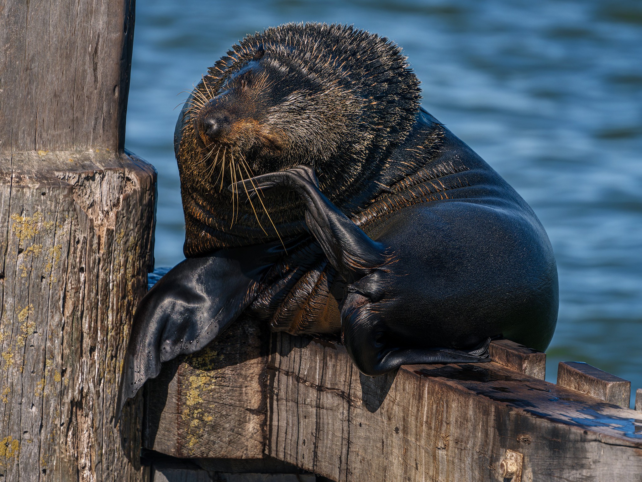 _7RV0220_NZ_Fur_Seal_1.jpg