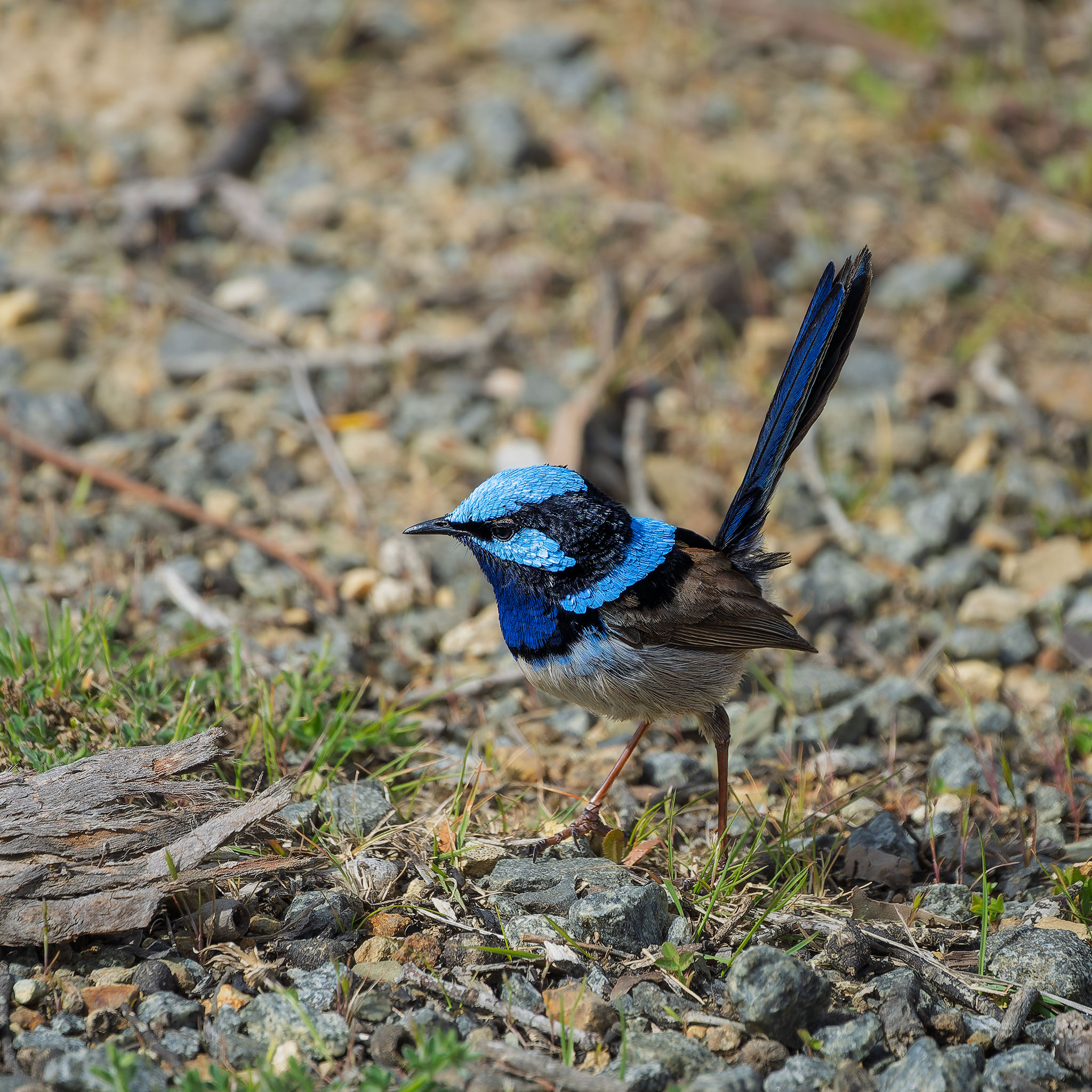 _7RV7206_Superb_Fairy-wren.jpg