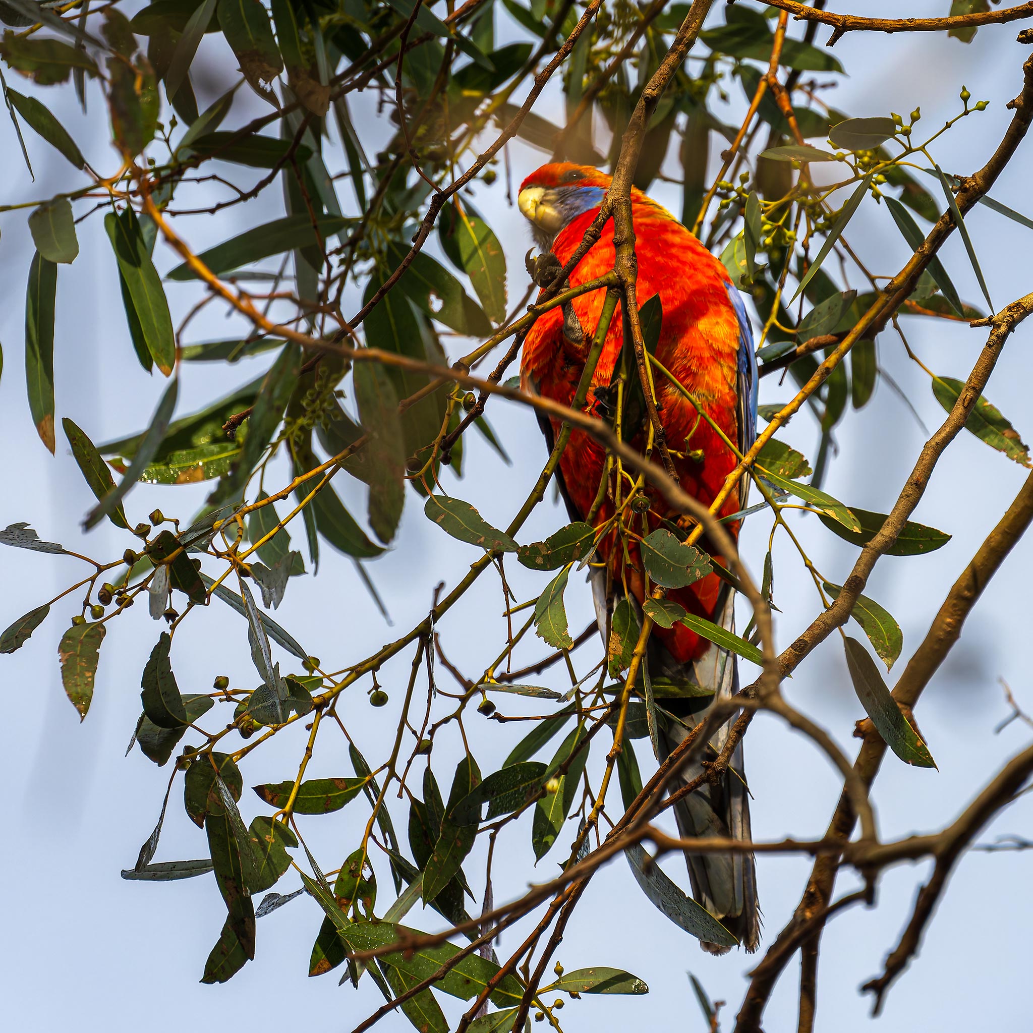 _7RV7799_Adelaide_Rosella.jpg