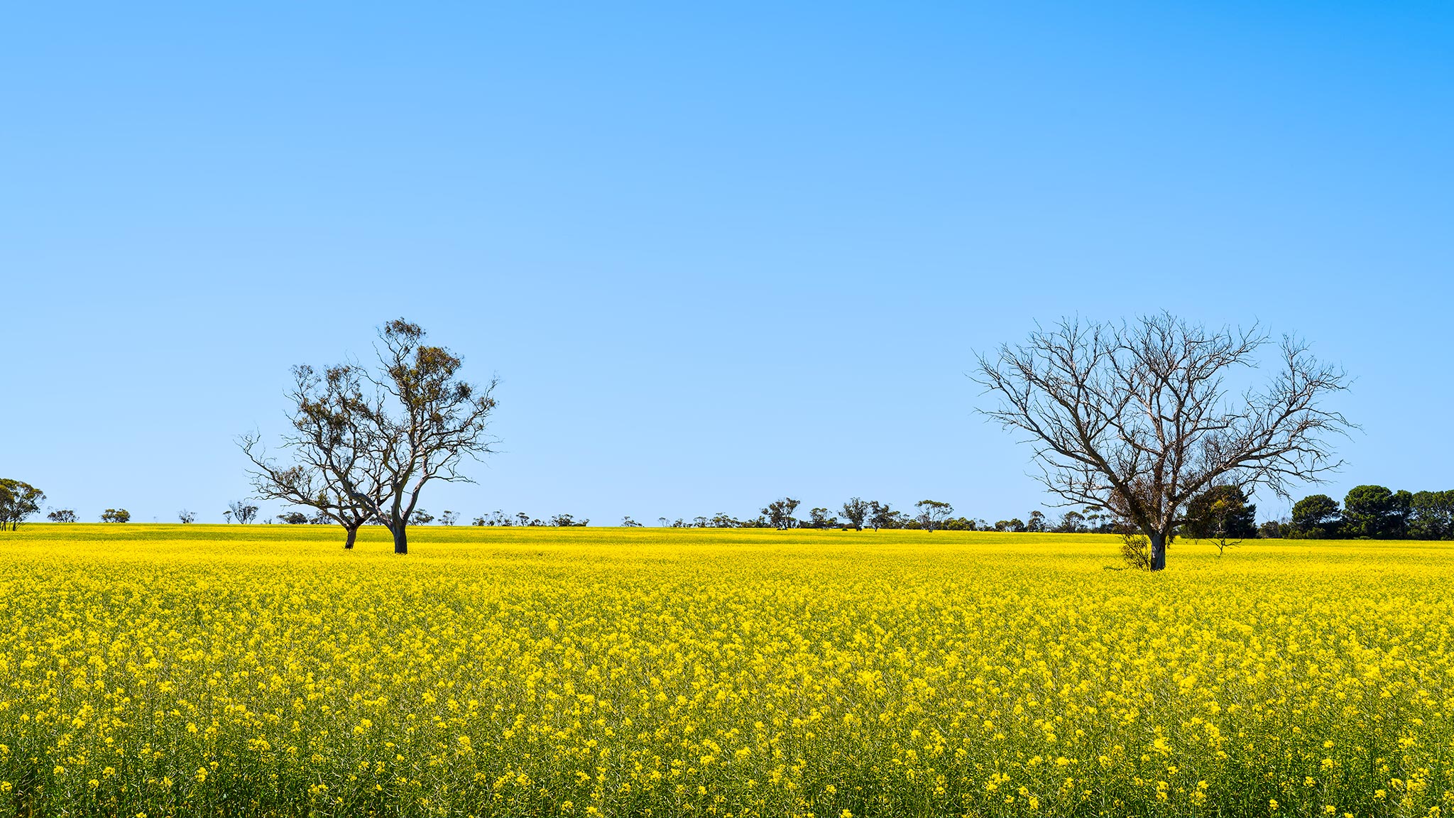 _7RV7890_Canola_Paddocks.jpg
