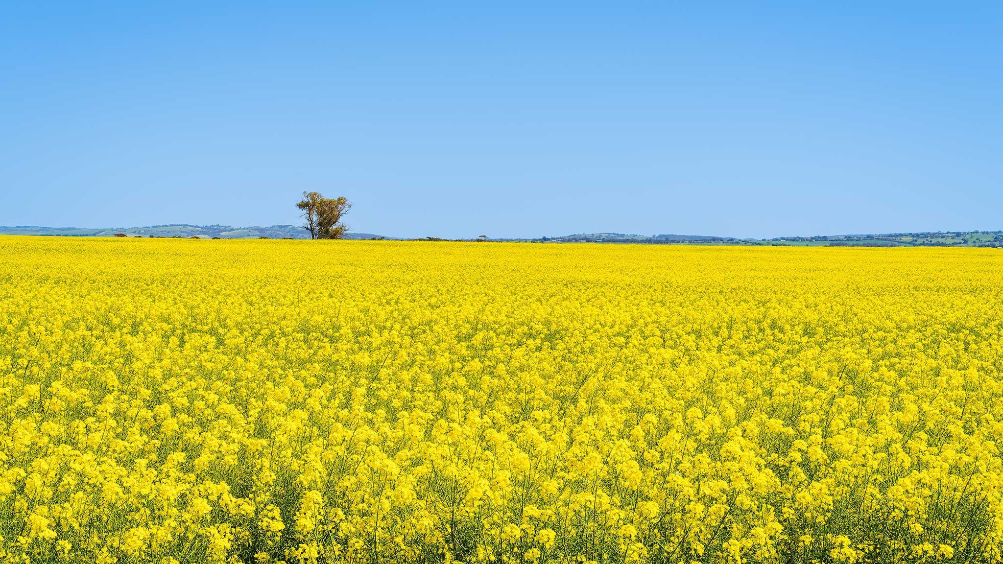 _7RV7893_Canola_Paddocks.jpg