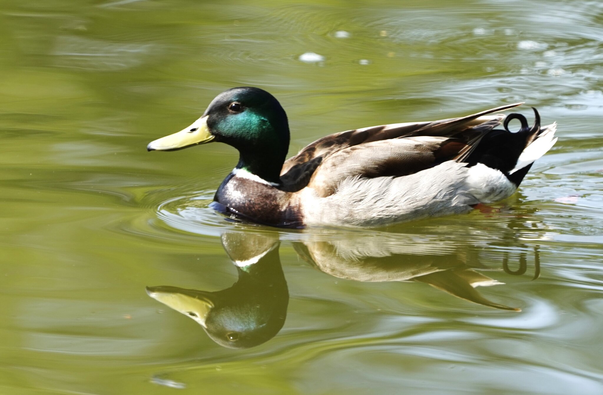 _DSC0180.JPG
