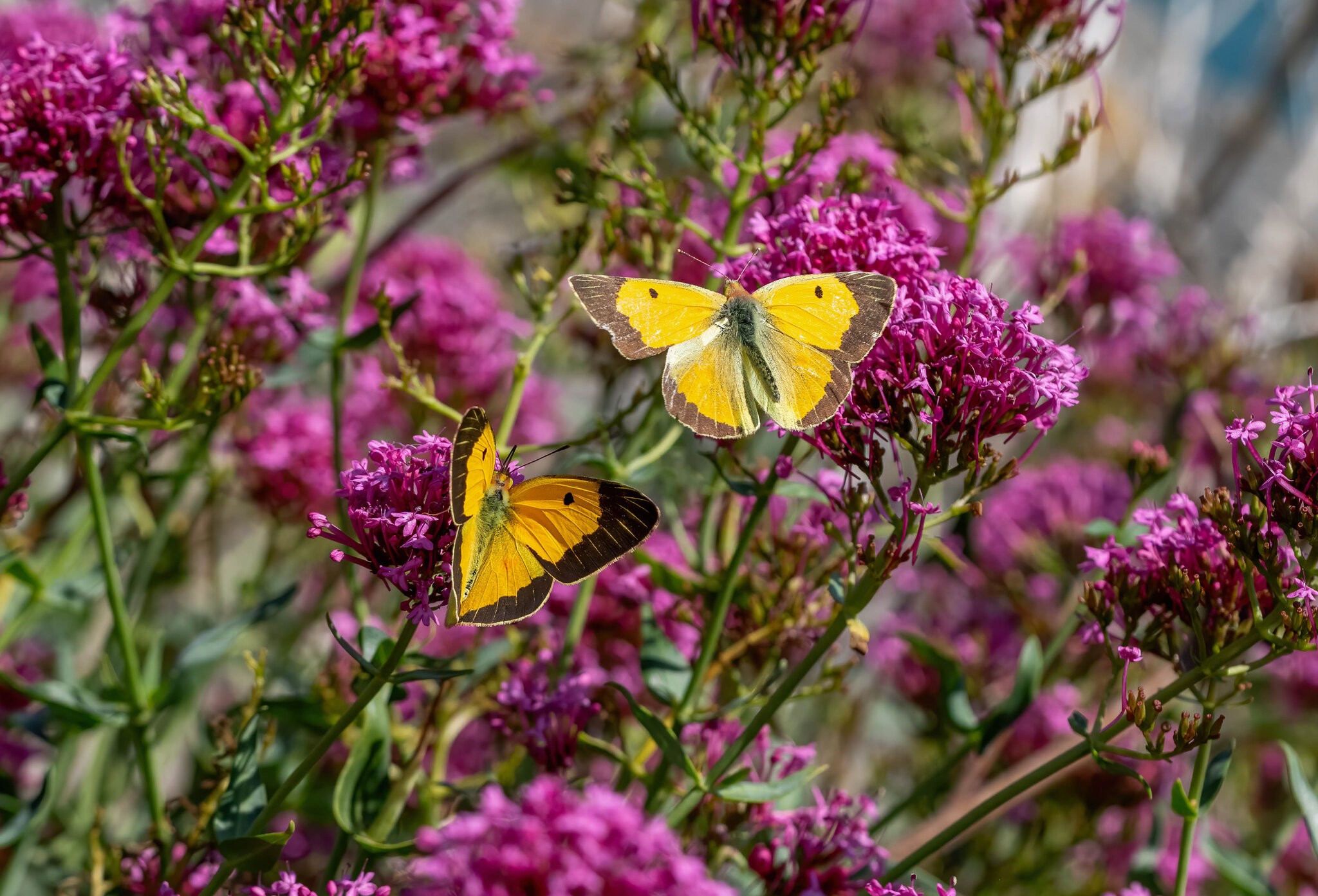 _DSC1989-Edit.jpg