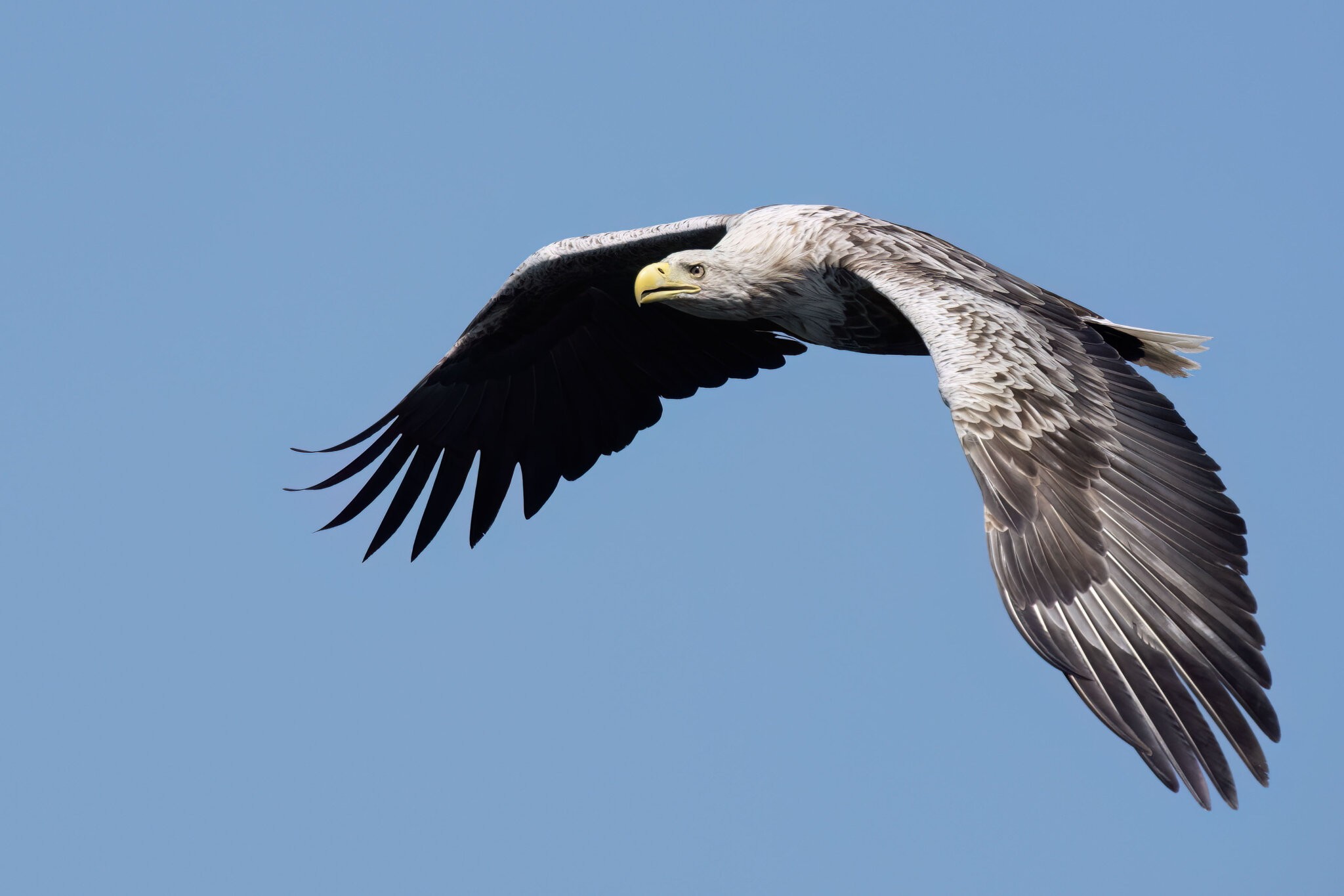 _DSC4698 -.jpg