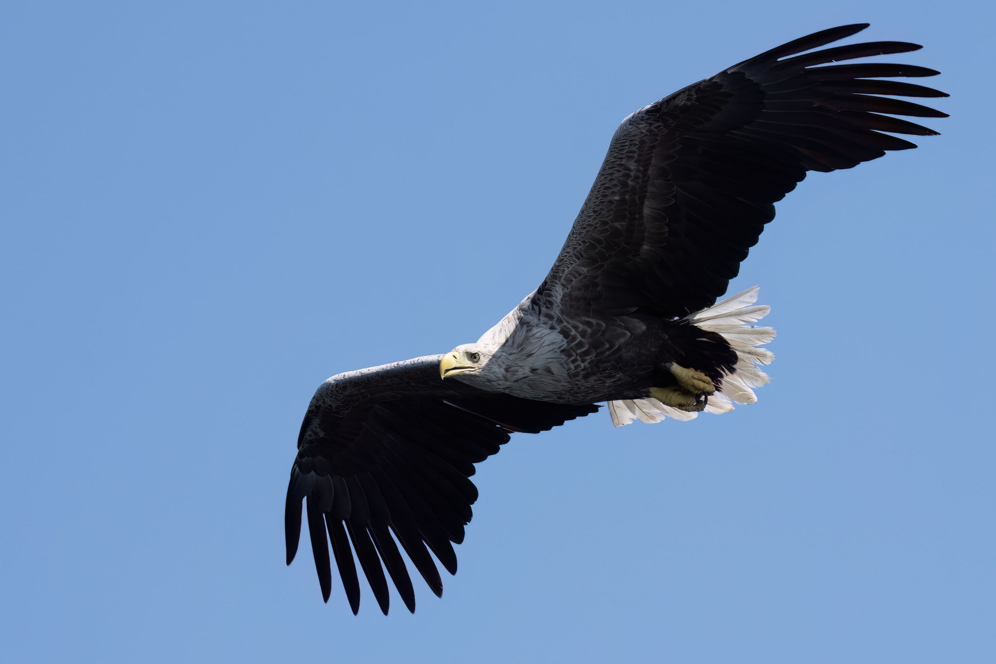 _DSC4719 copy.jpg