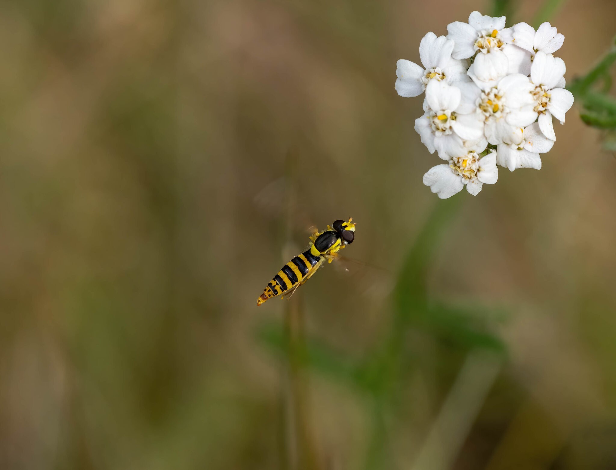_DSC7590-Edit.jpg