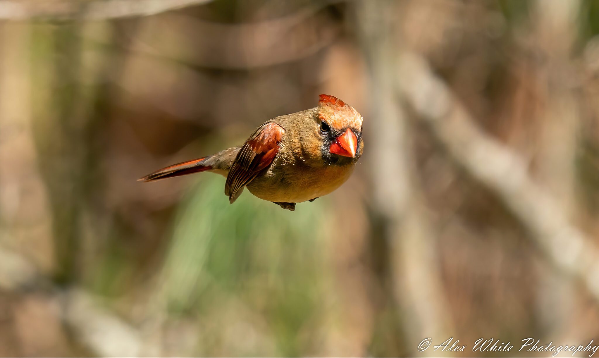 _DSC7934-32-denoise-sharpen-sharpen-2.jpg