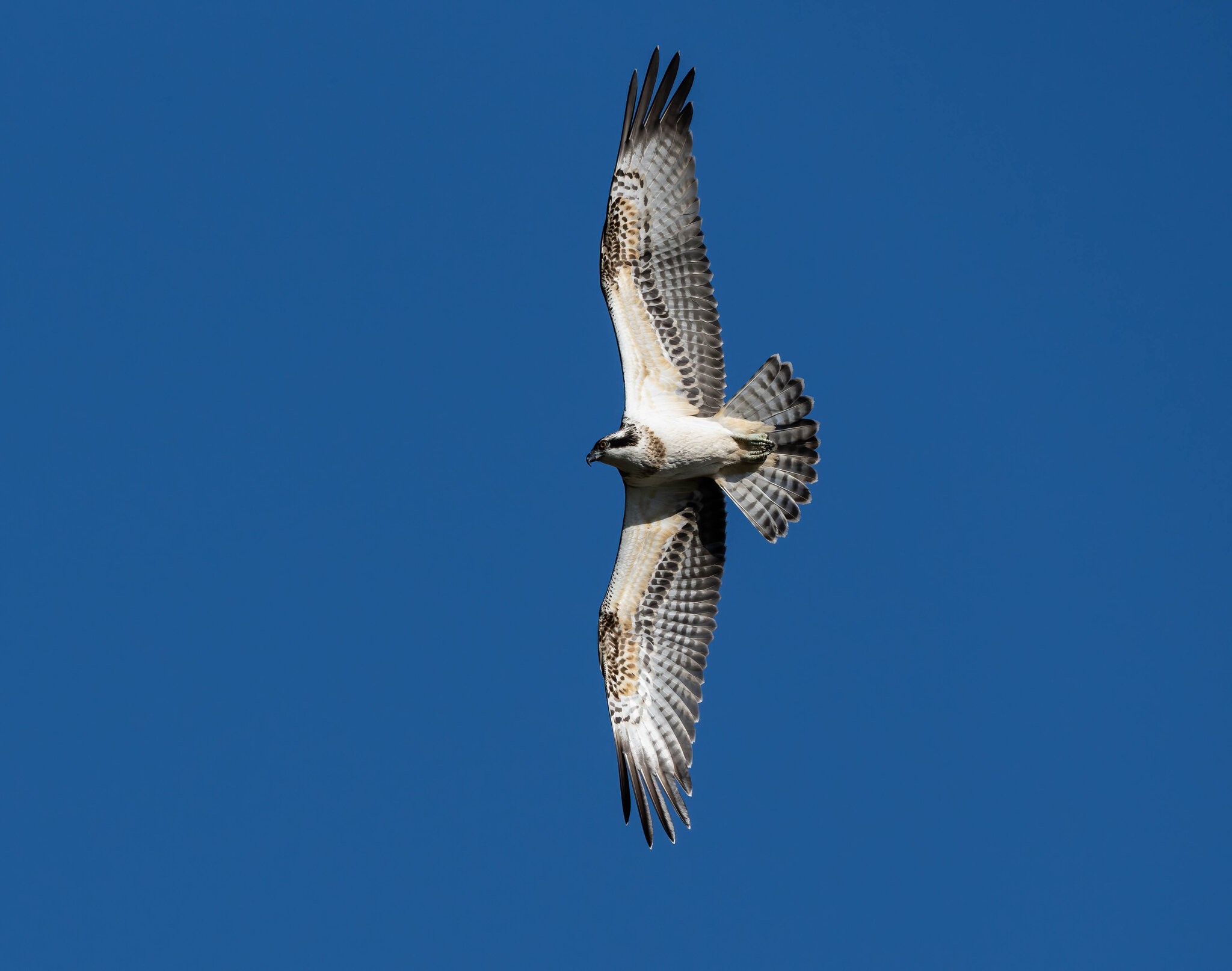 _DSC8906-Edit.jpg