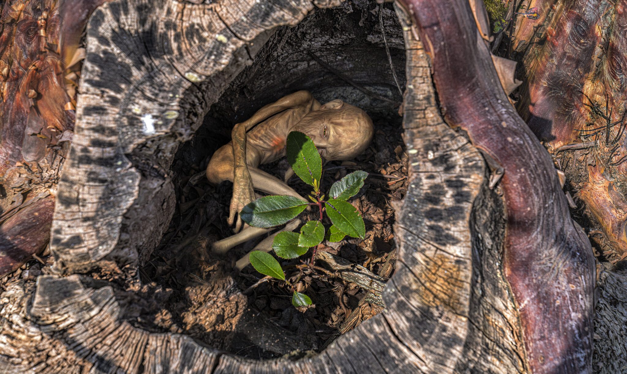 _SON0278-1 pixie in tree.jpg