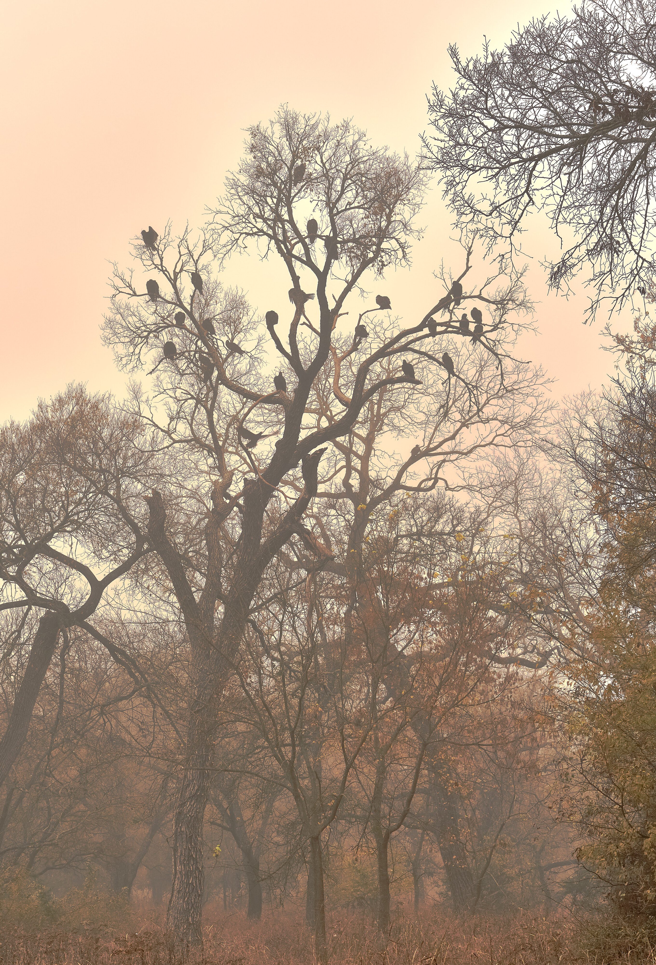 A foggy fall morning with vultures