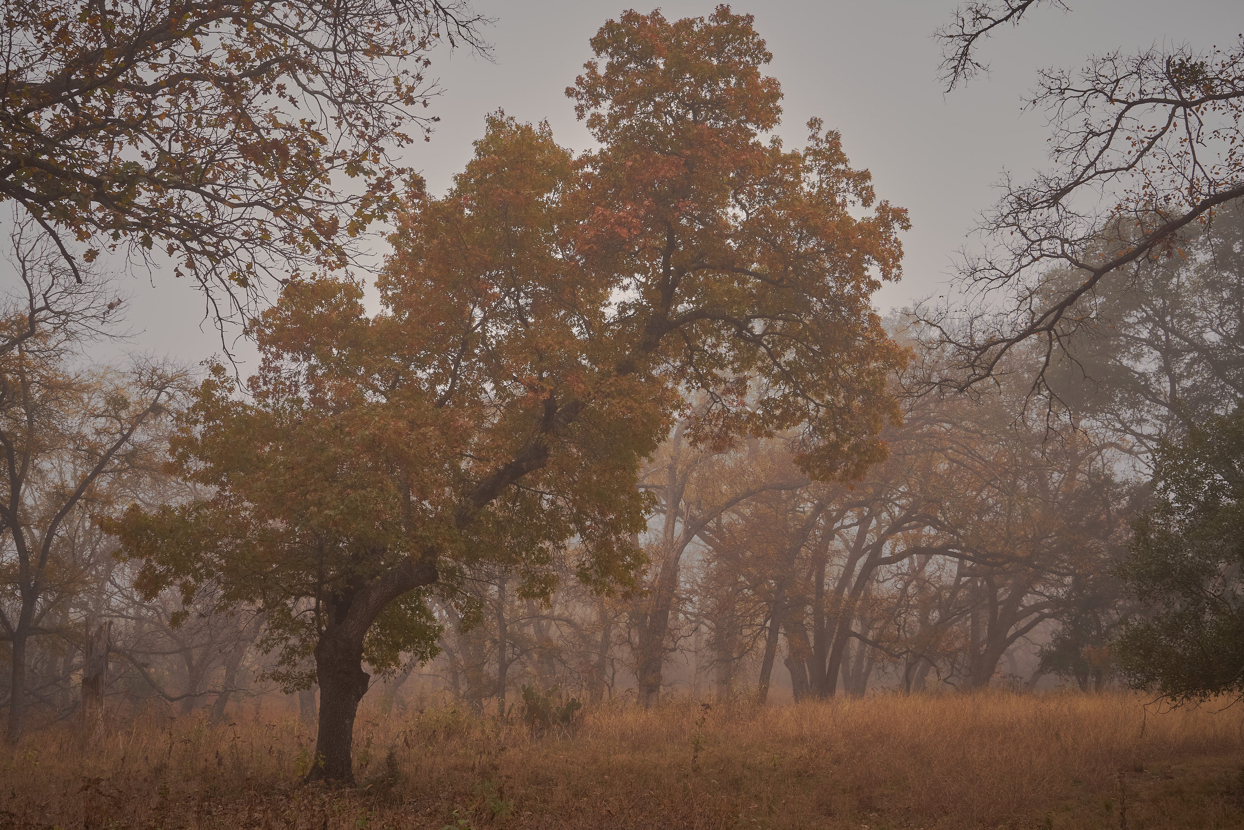 A foggy fall morning