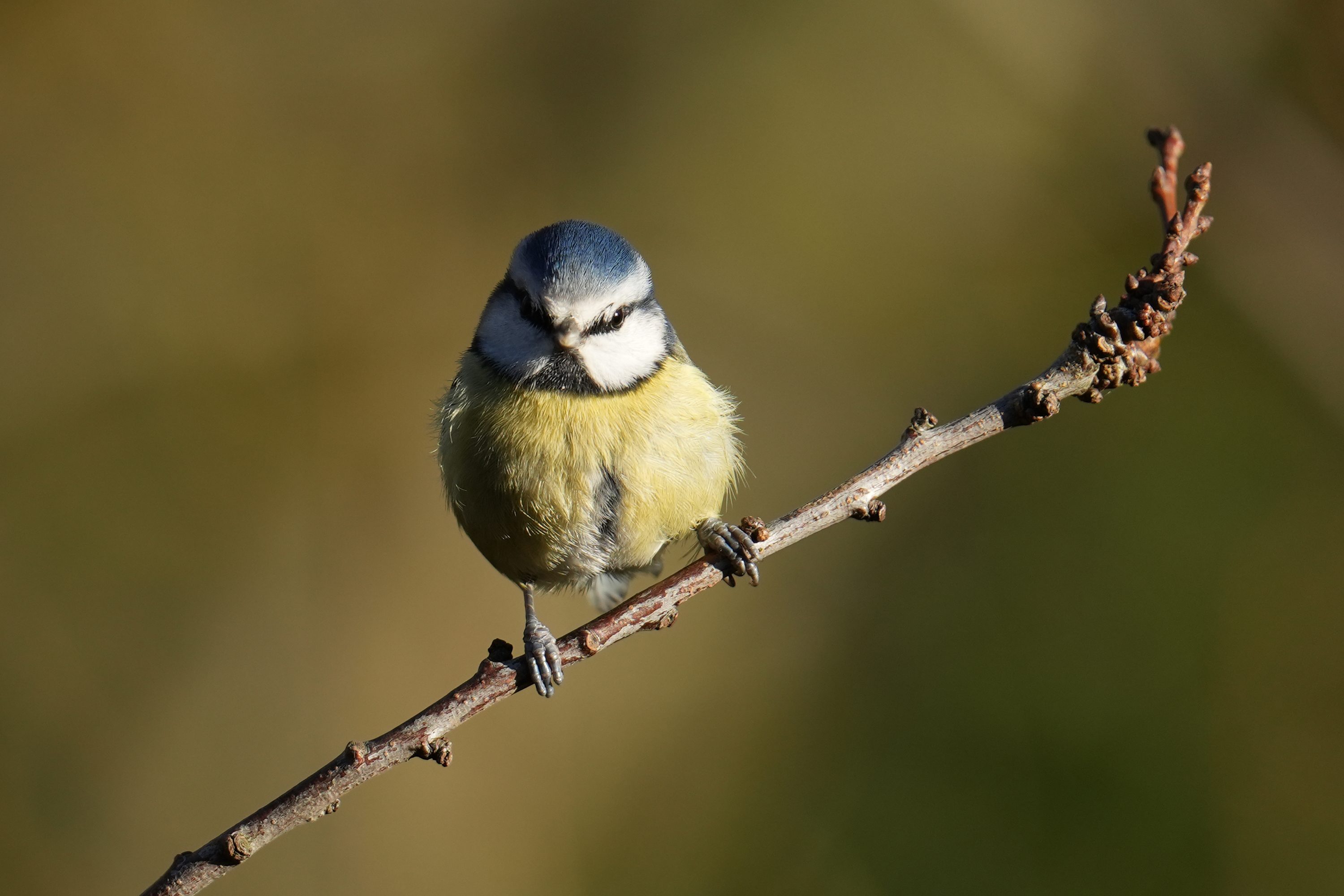 A little blue tit early one morning