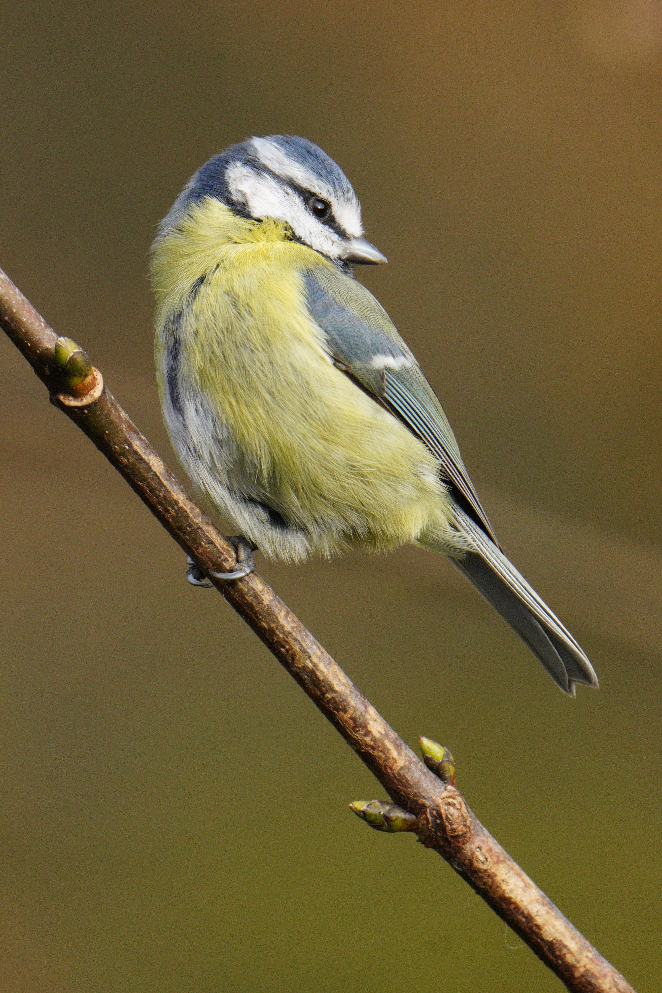 A little blue tit in the garden.